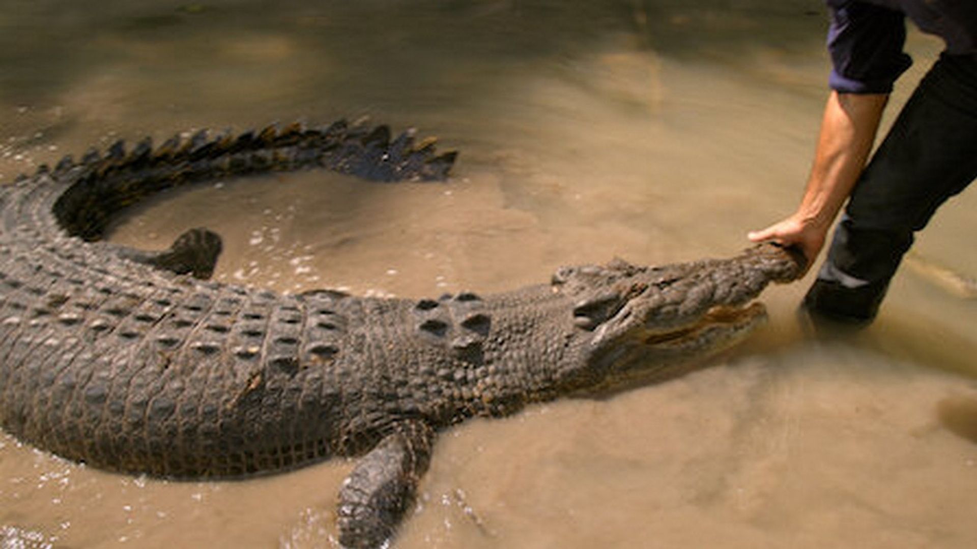 Matt Wright's Wild Territory background