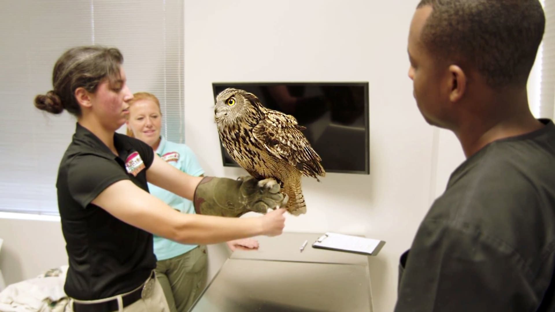 The Vet Life background