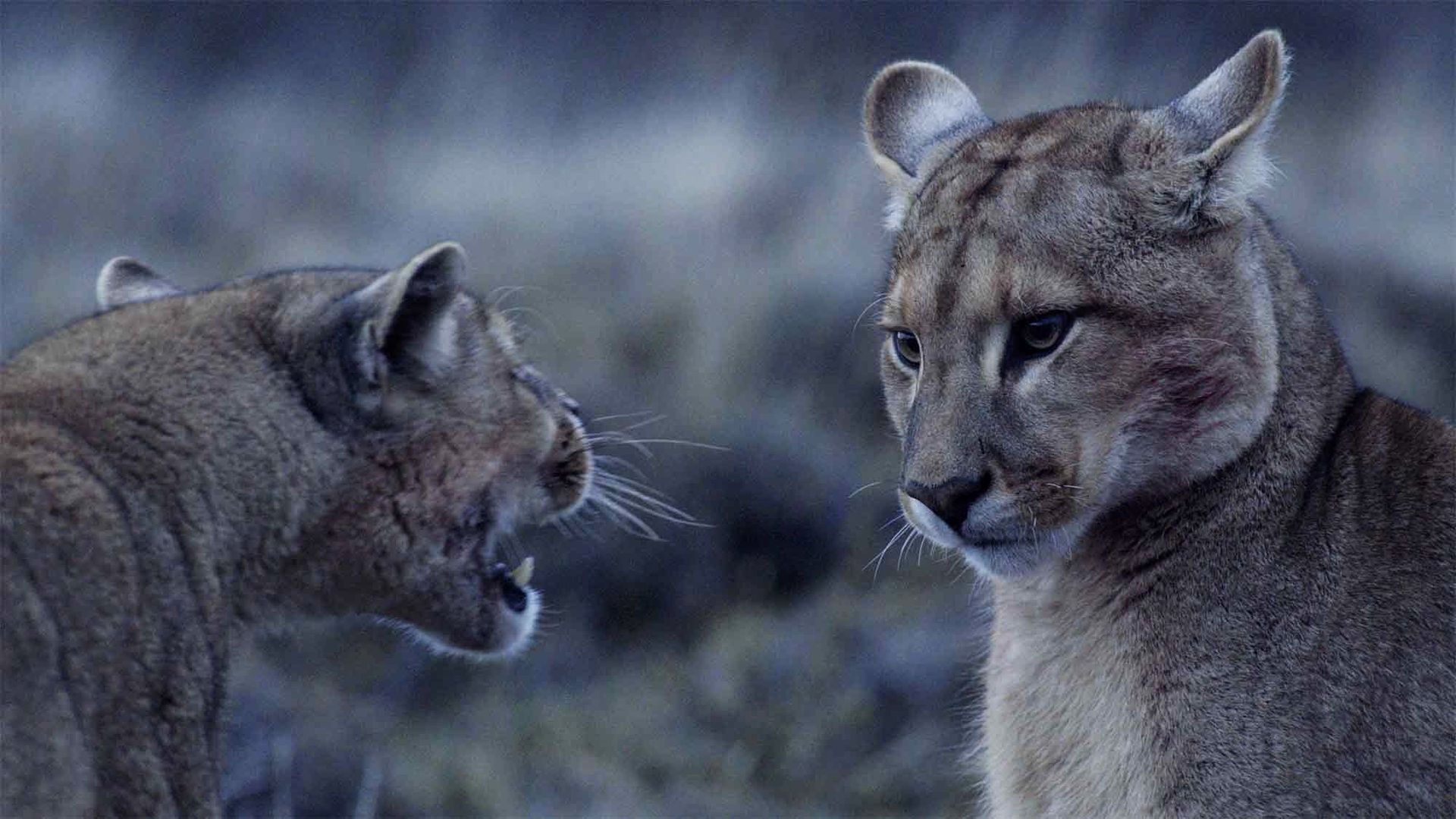 Age of Big Cats background