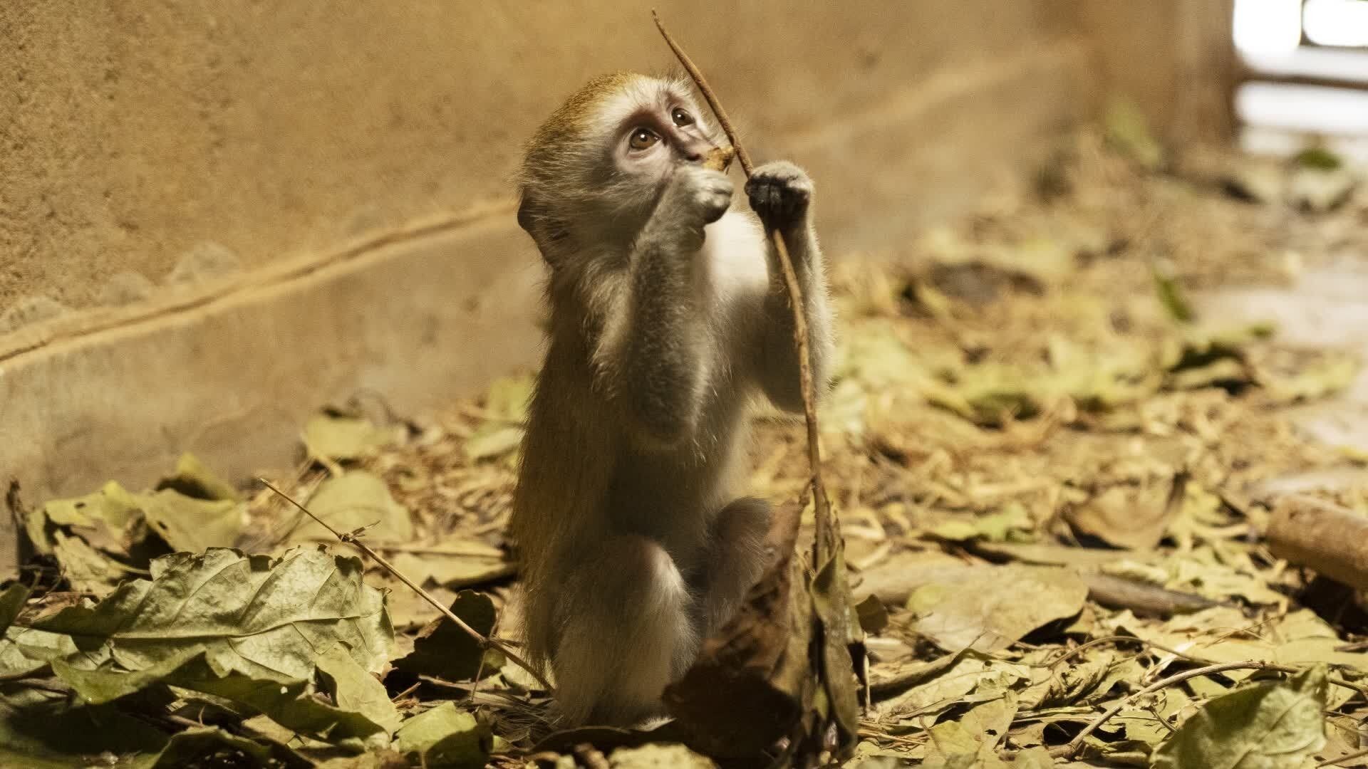 Malawi Wildlife Rescue background