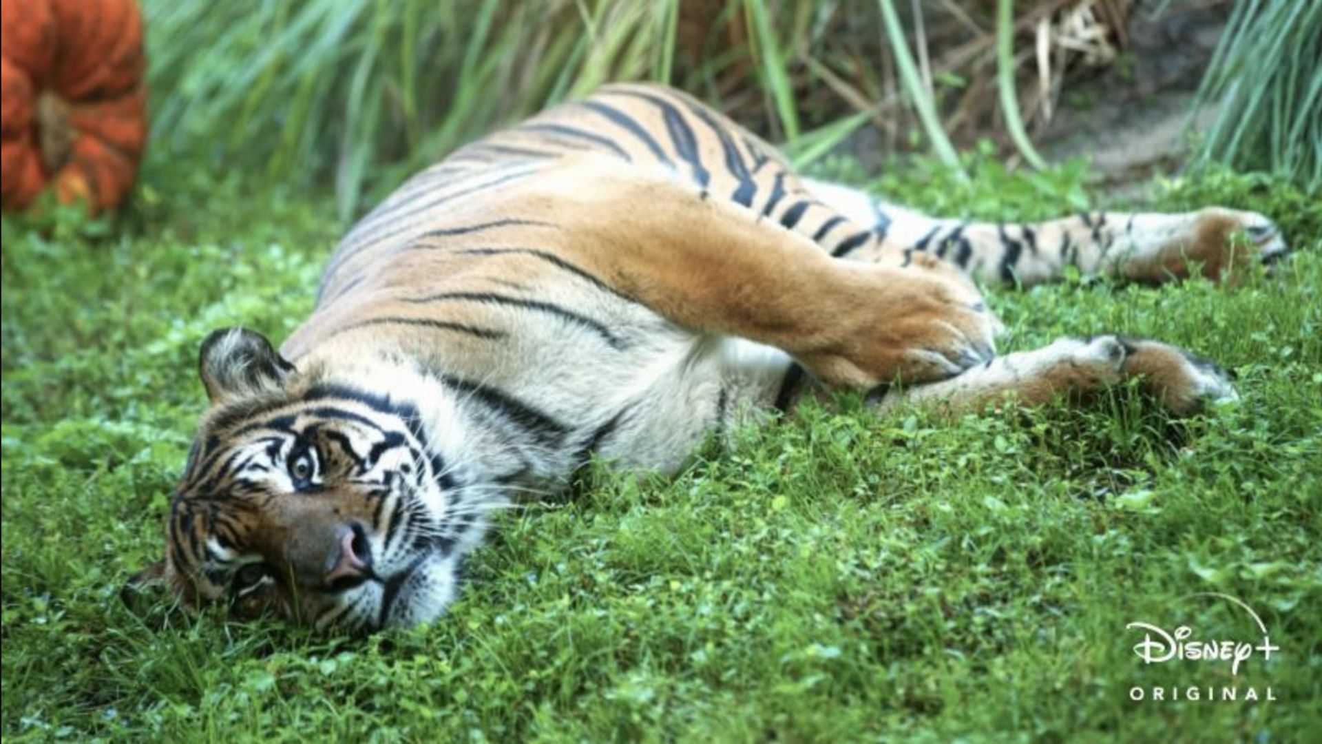 Magic of Disney's Animal Kingdom background