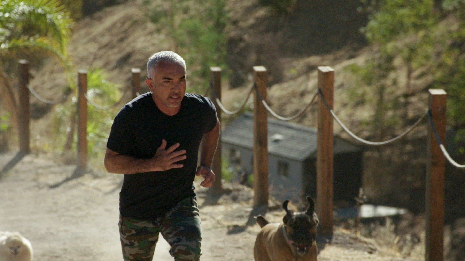 Cesar Millan: Better Human Better Dog background