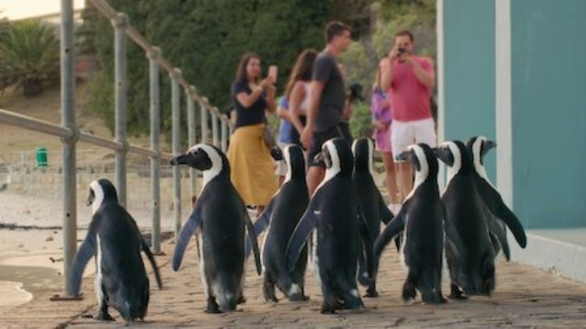 Penguin Town background