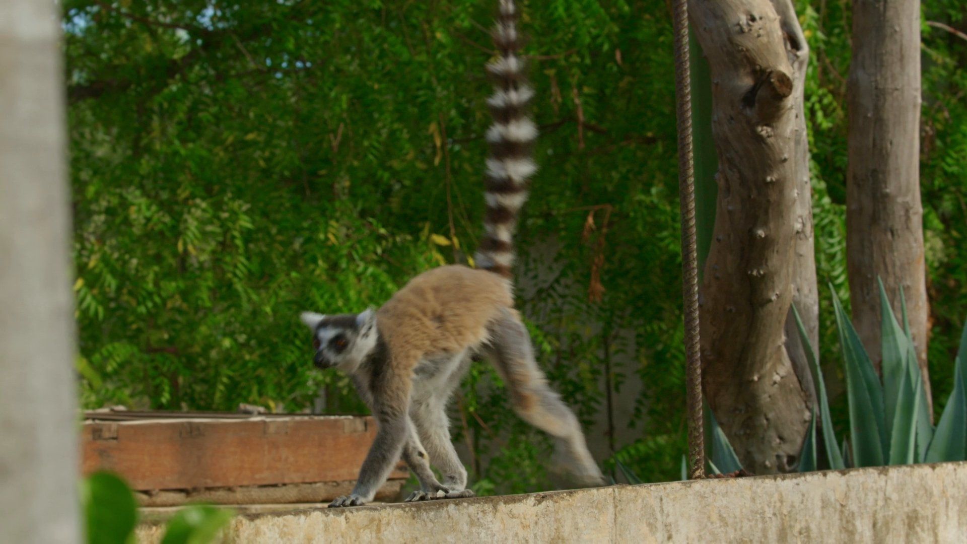 Madagascar: Les gangs de lémuriens background