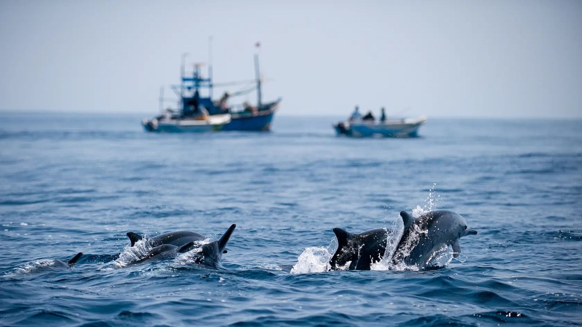 Wild Sri Lanka background