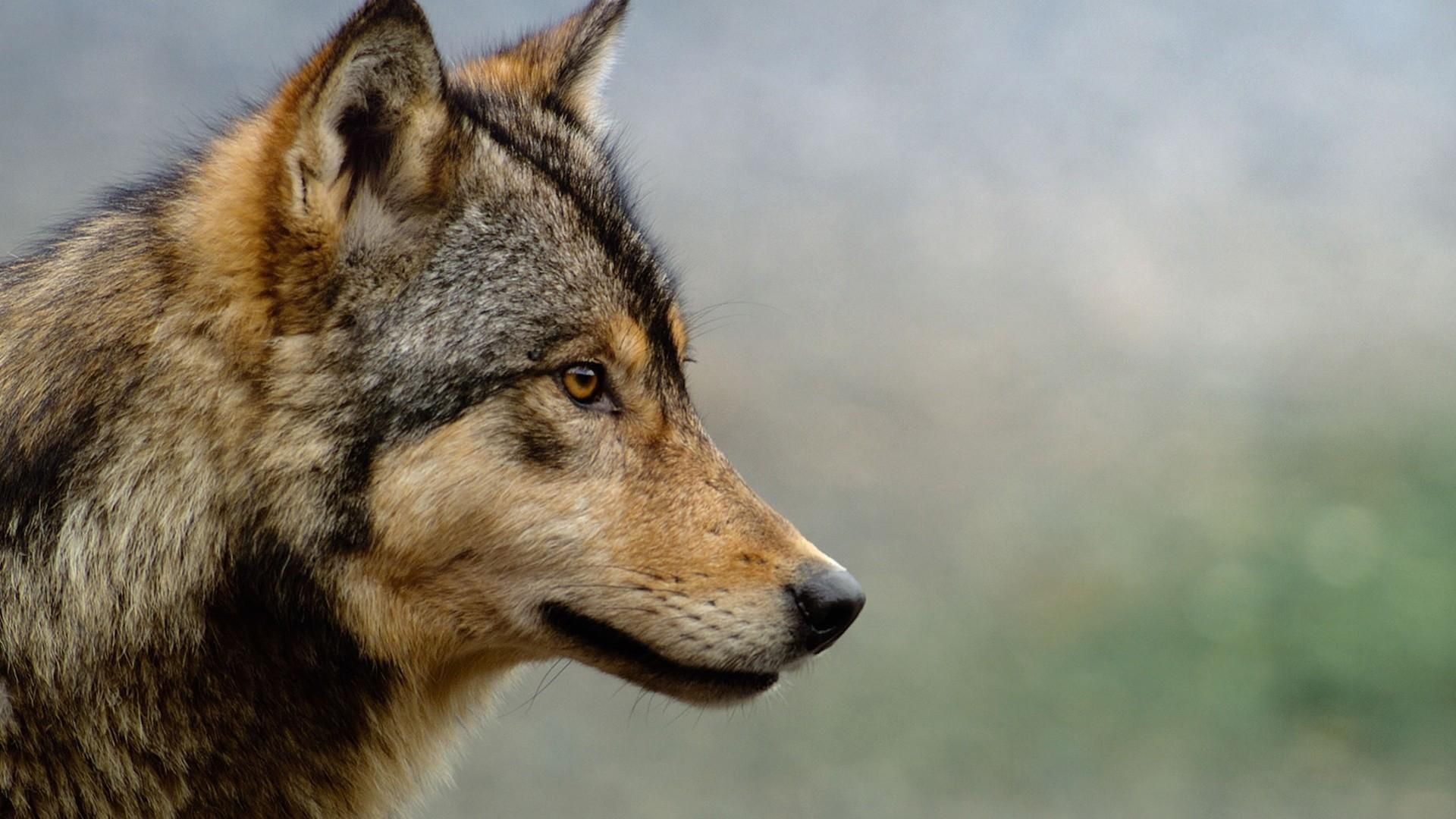 The Americas background