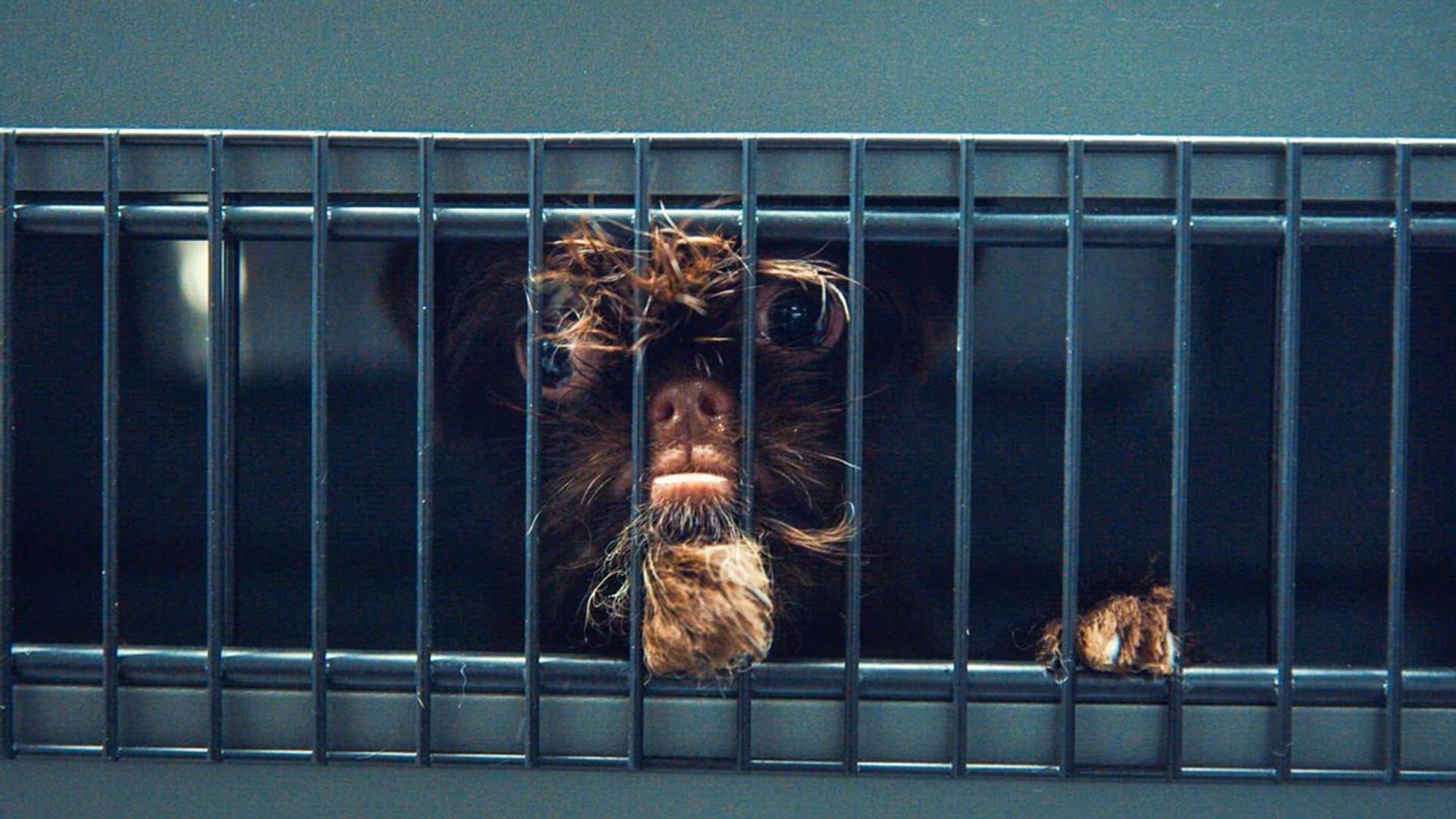 Contraband: Seized at the Airport background