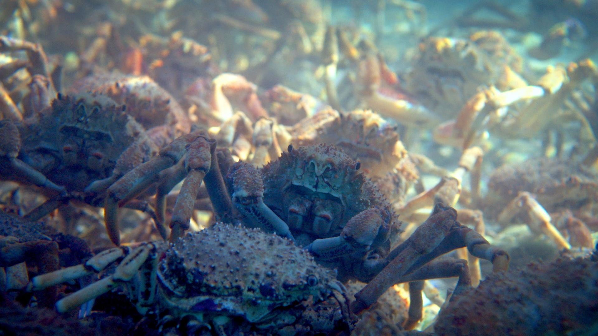 Animal Arms Race background