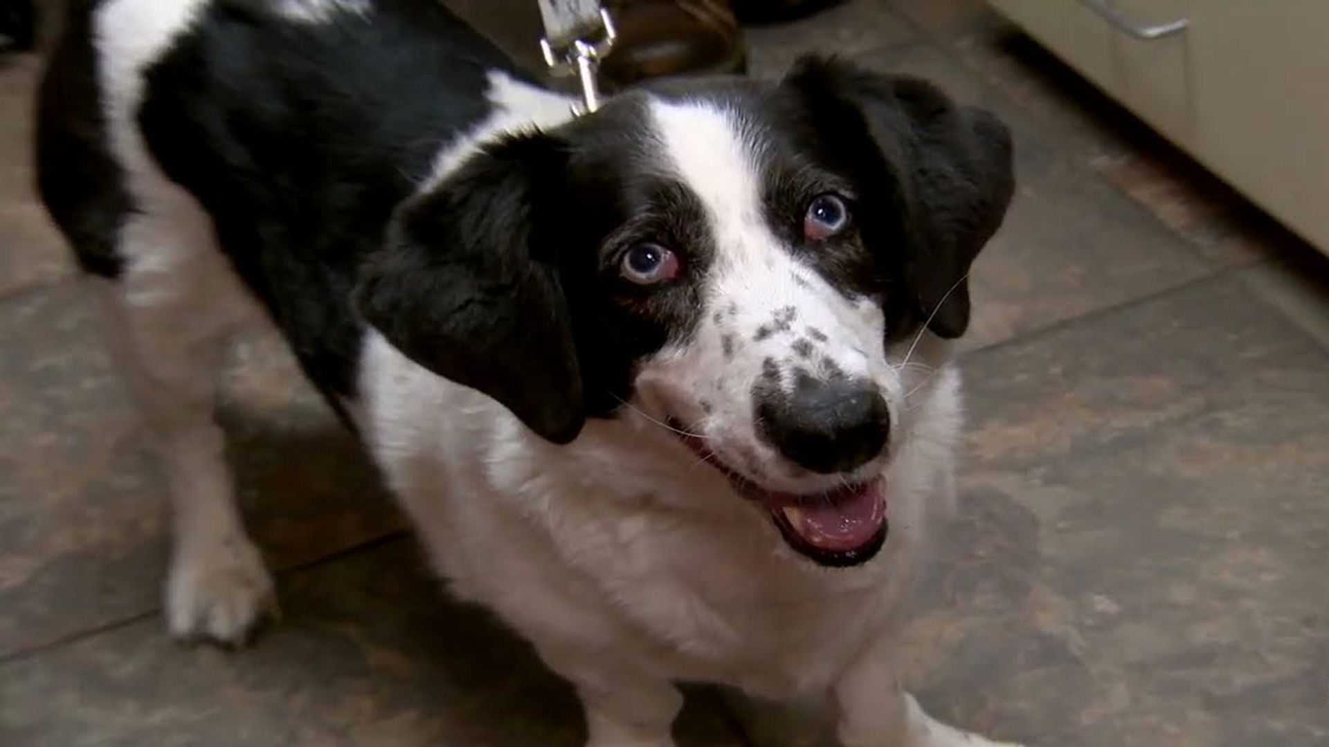 Dr. Jeff: Rocky Mountain Vet background