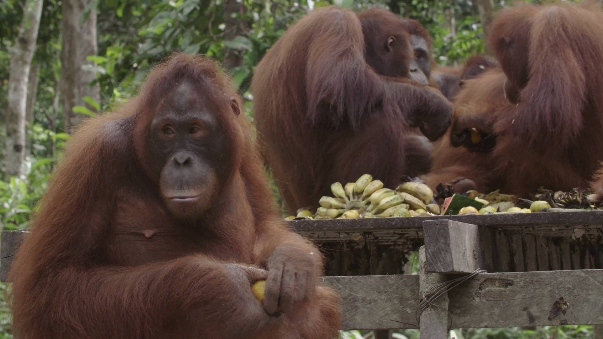 Orangutan Jungle School background