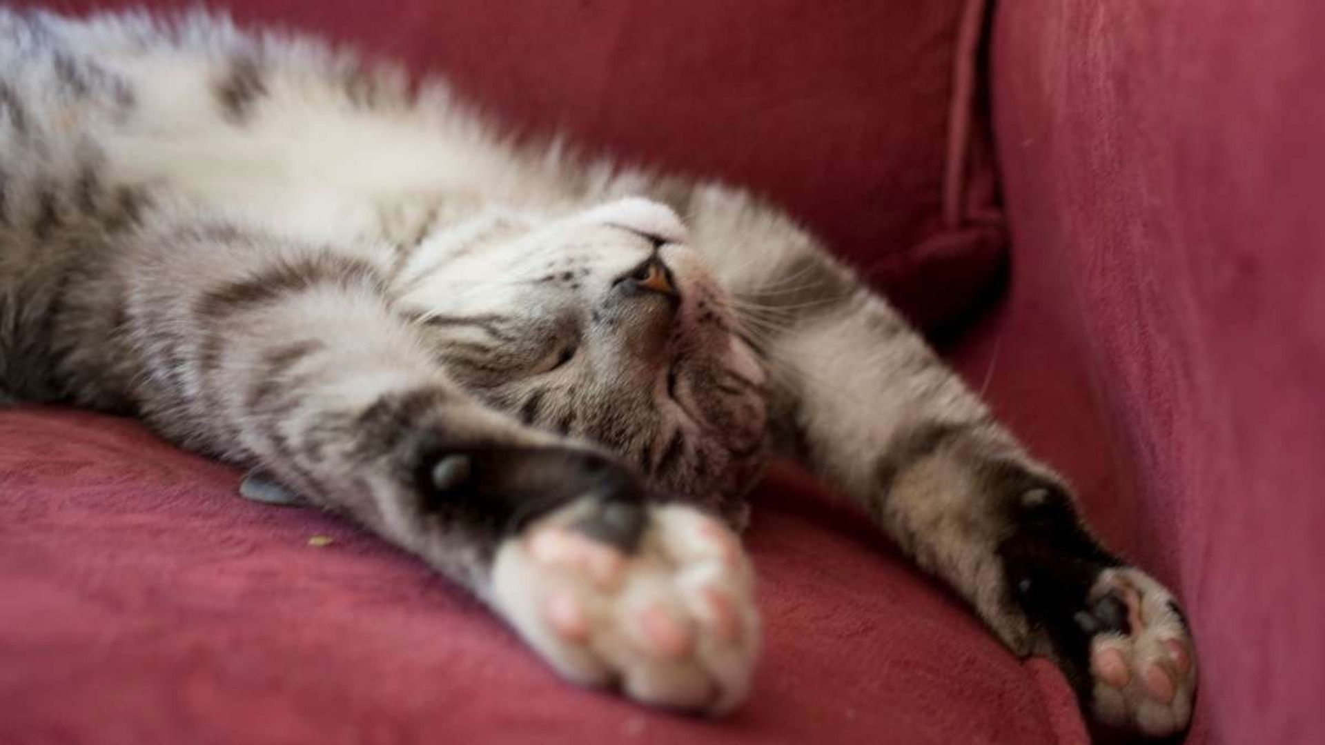 Cats of Claw Hill background