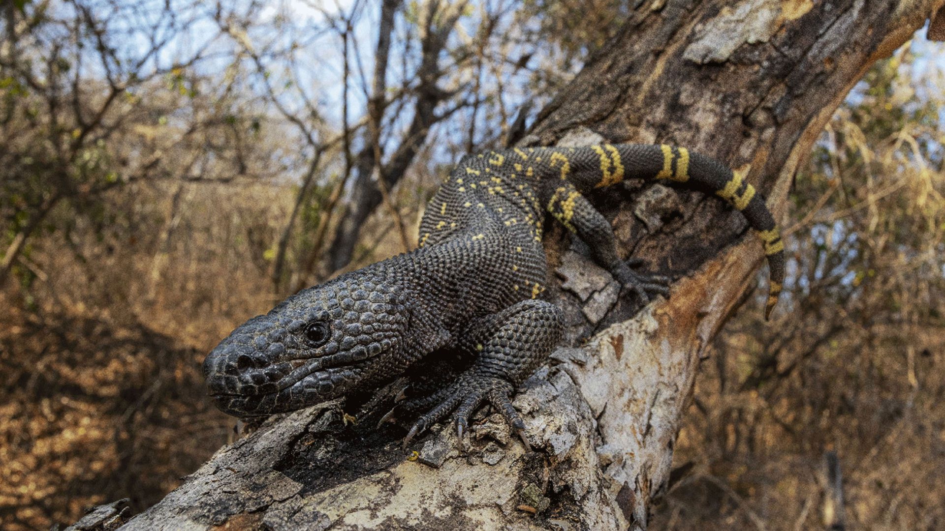 Wild Central America background