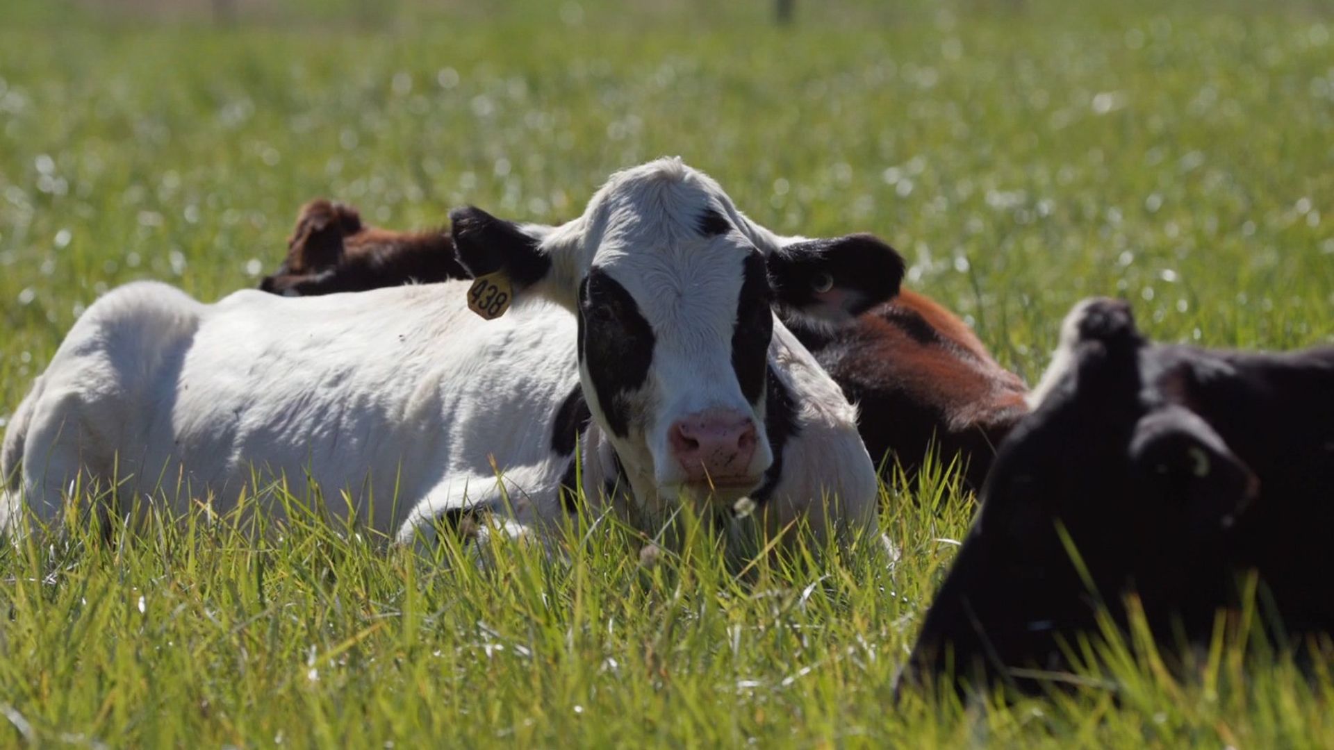 The Incredible Pol Farm background
