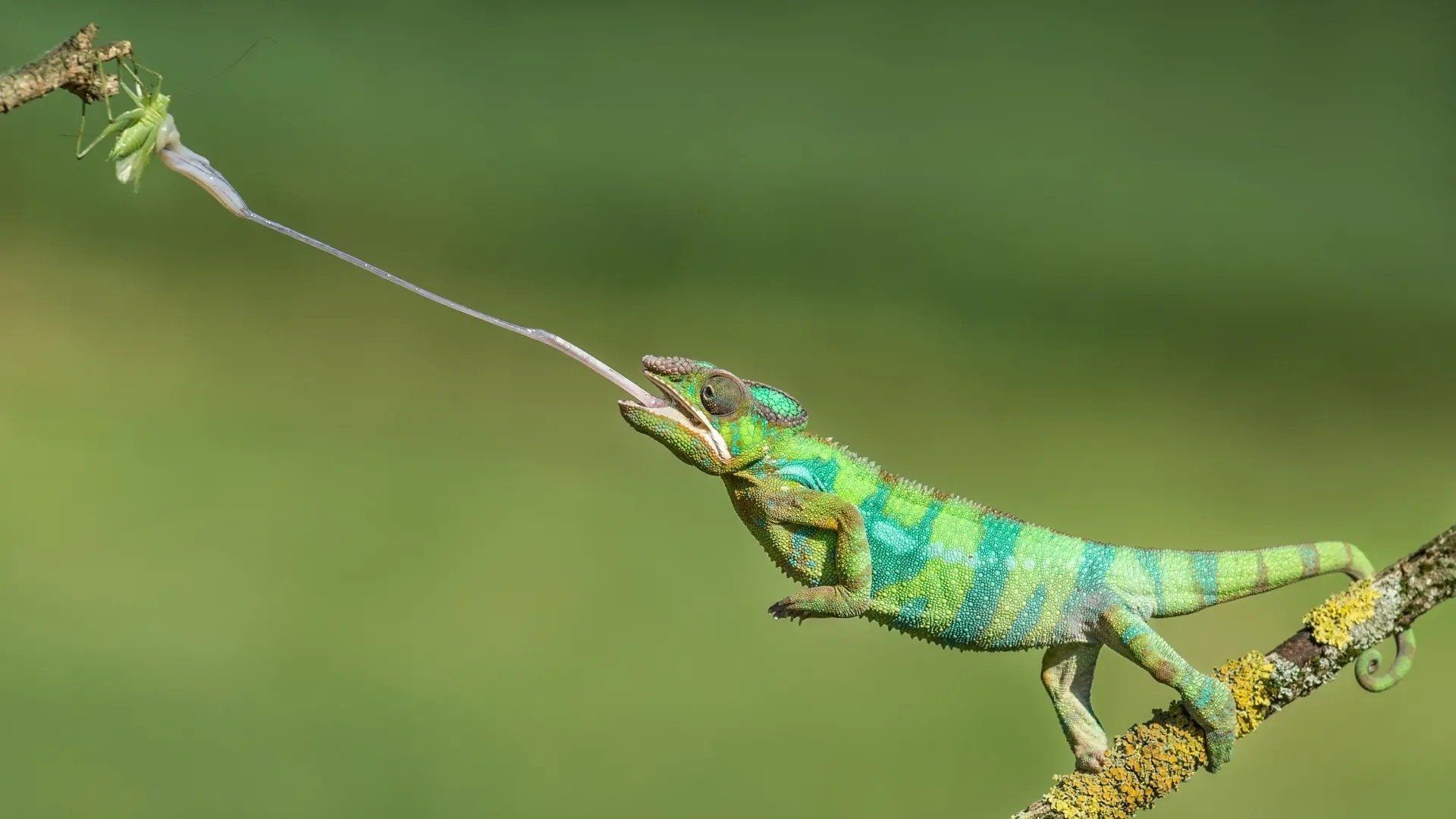 Nature's Fast Attacks background