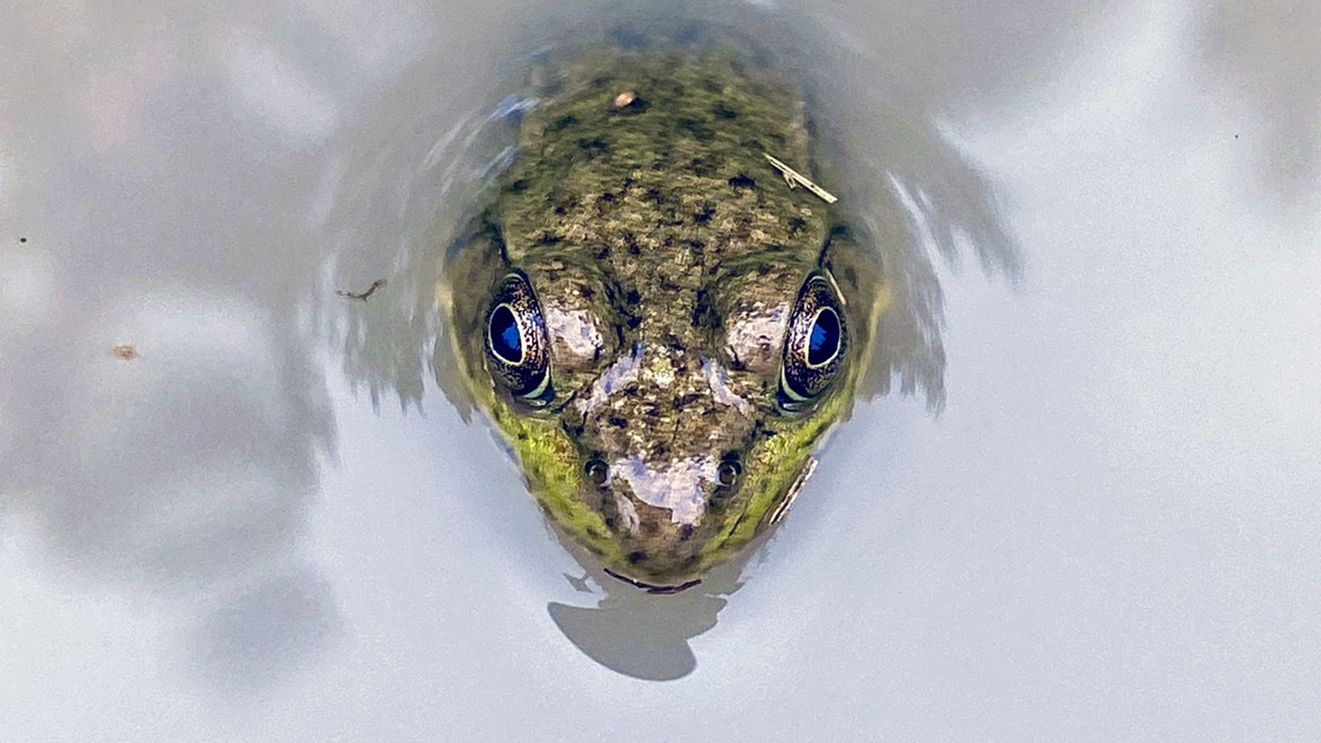Great Lakes Untamed background