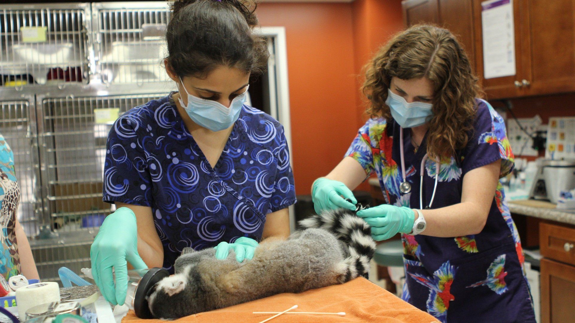 Dr K's Exotic Animal ER background