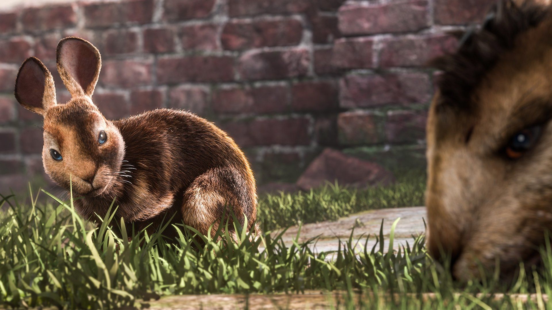 Watership Down background