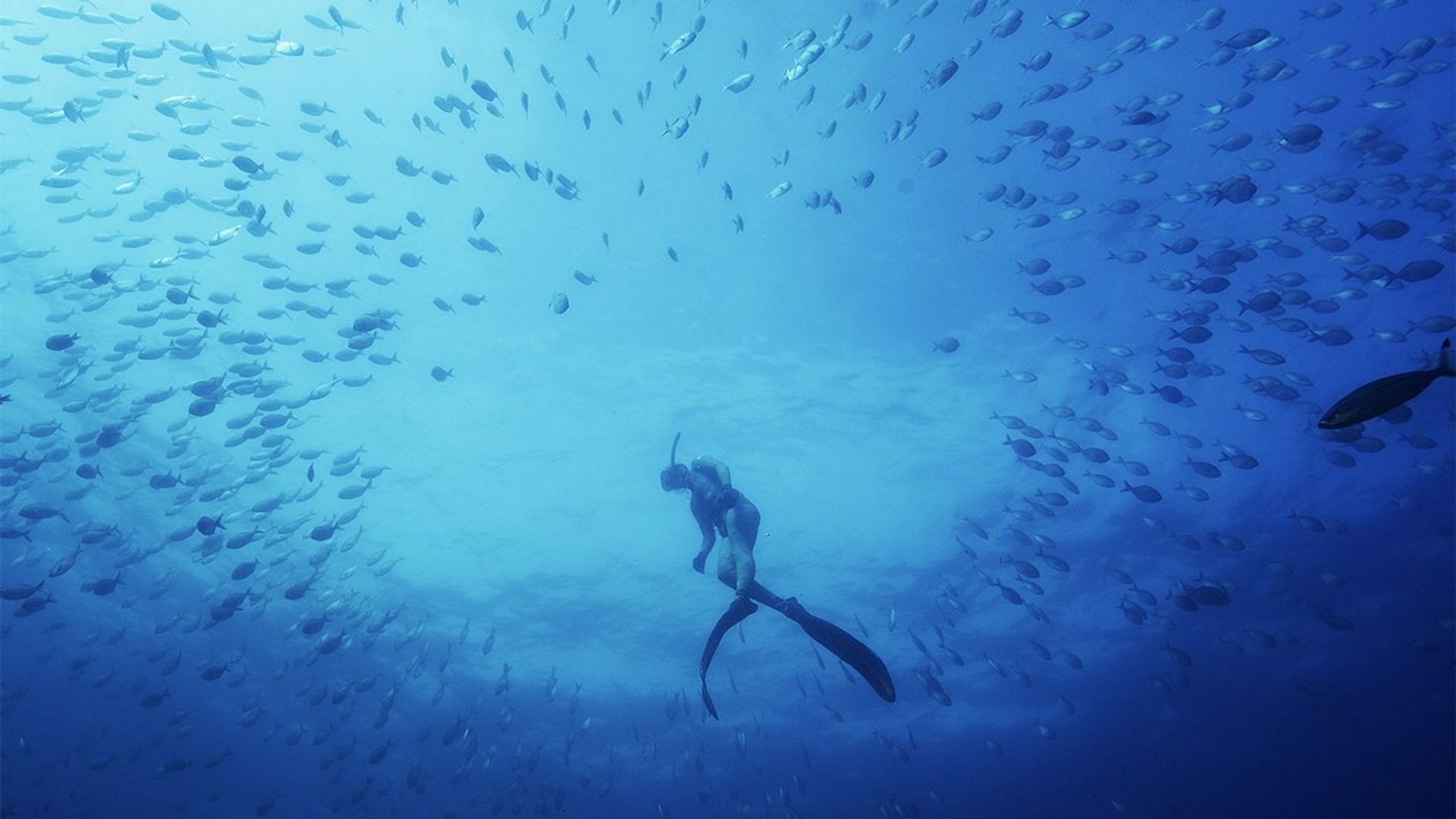 Australia's Ocean Odyssey background