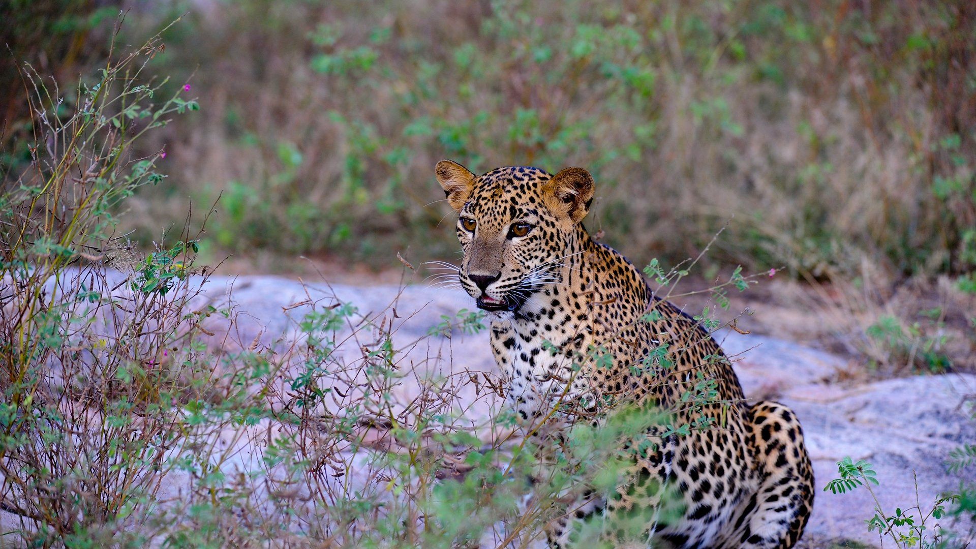 Night Stalkers background