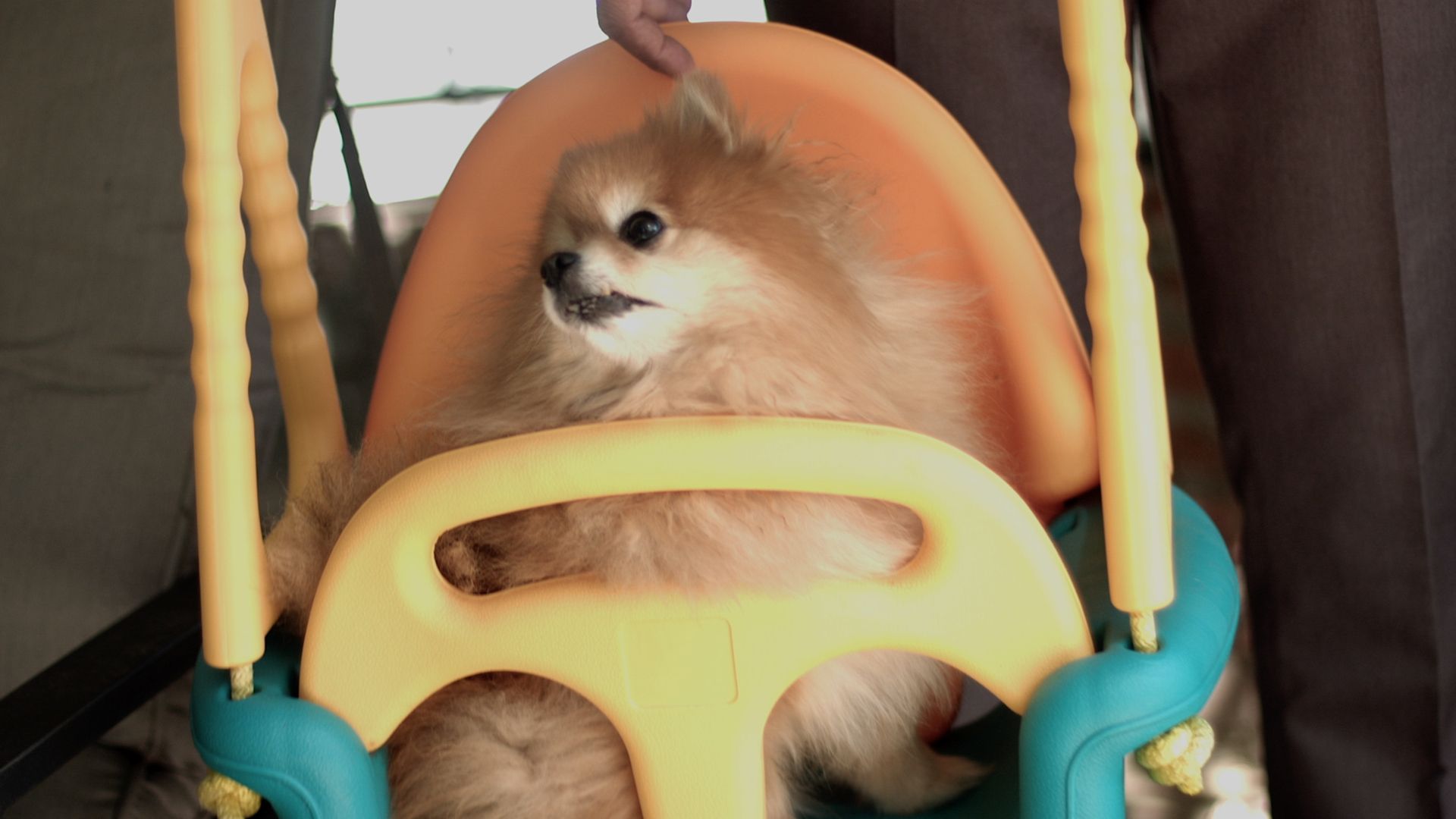 The Pet Psychic background