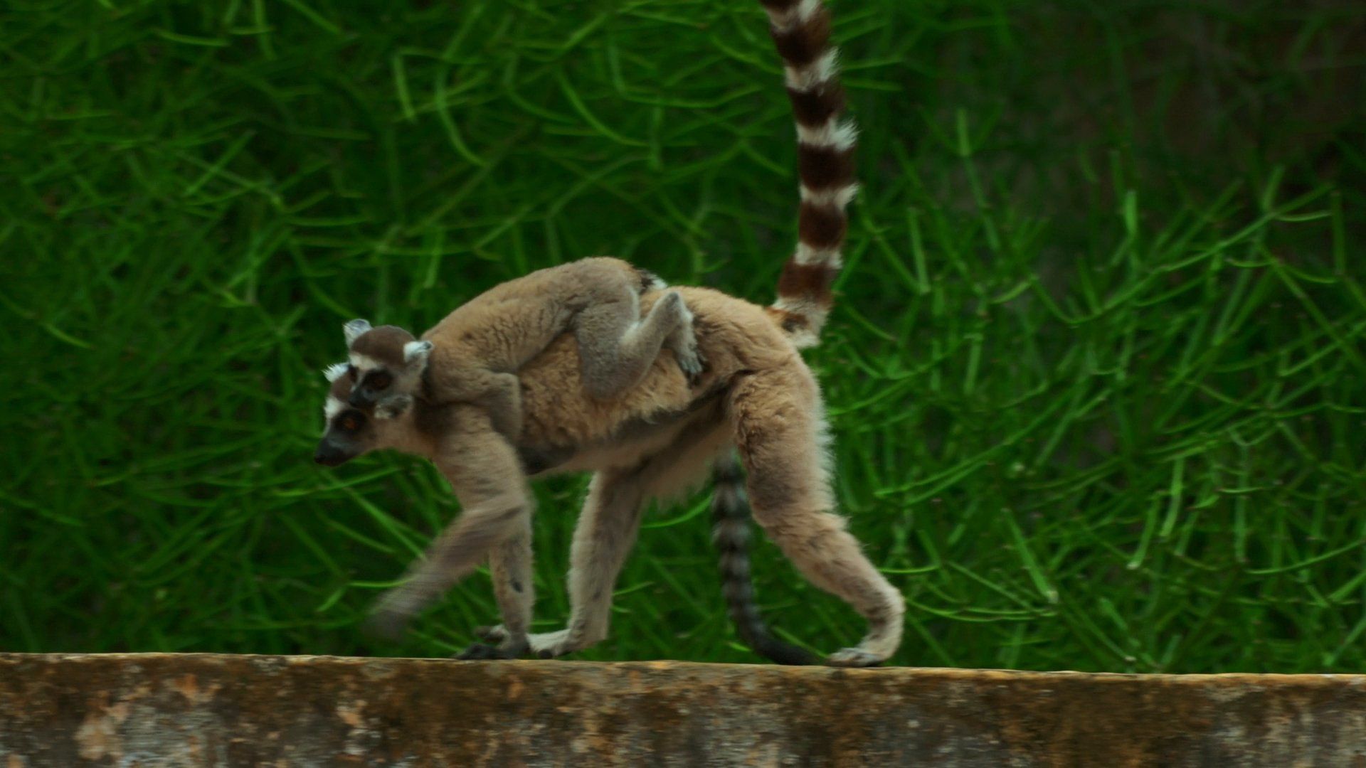 Madagascar: Les gangs de lémuriens background
