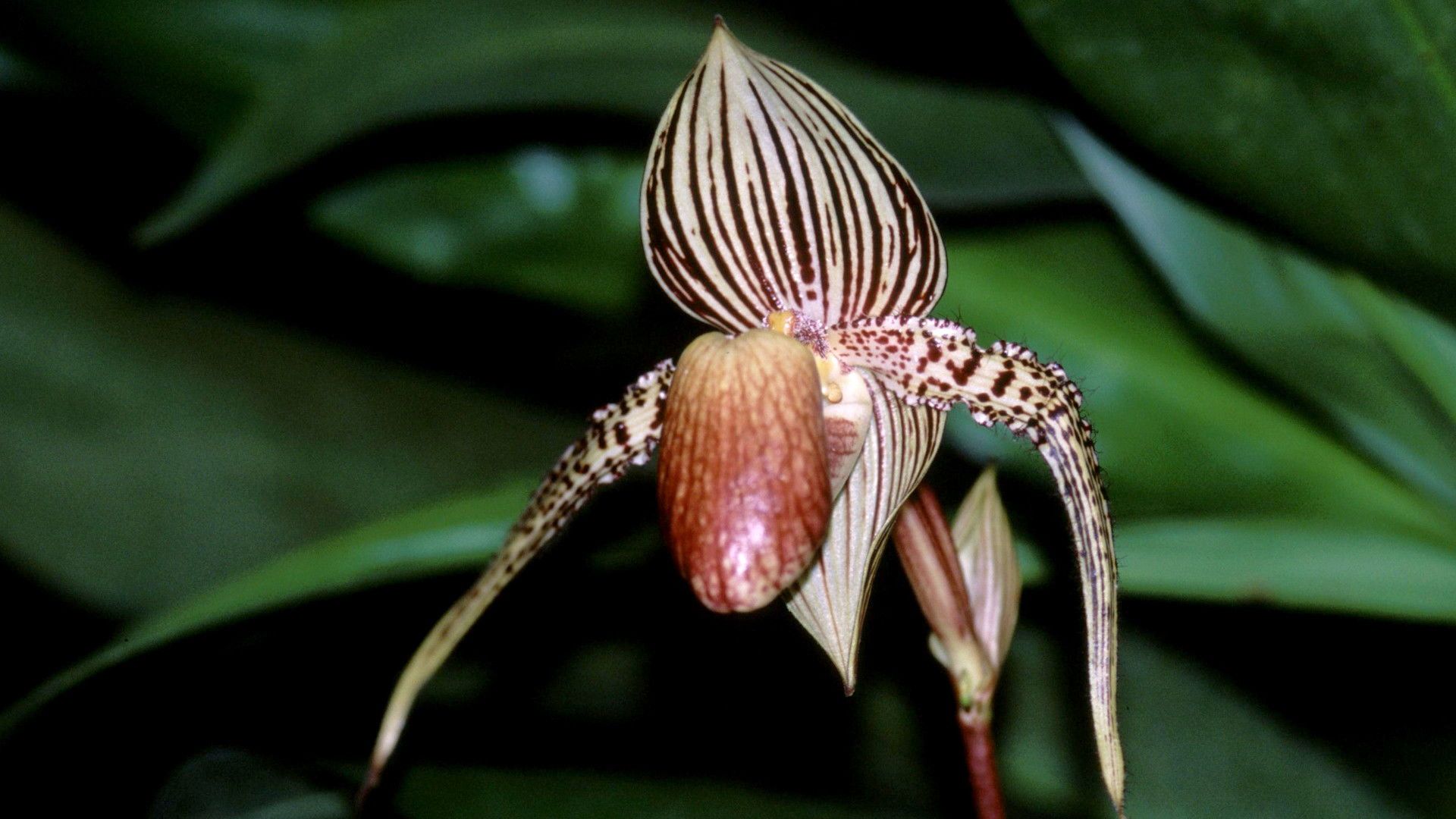 Equator's Wild Secrets background