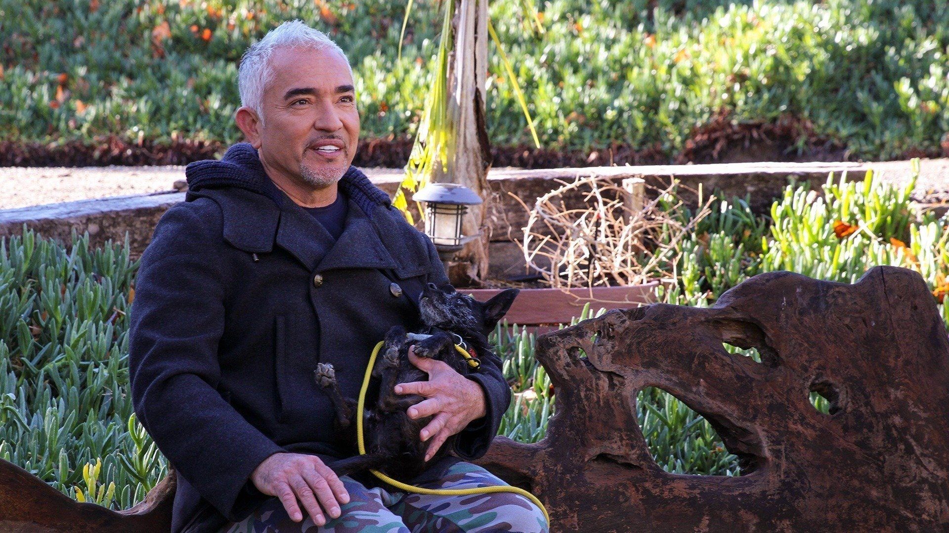 Cesar Millan: Better Human Better Dog background