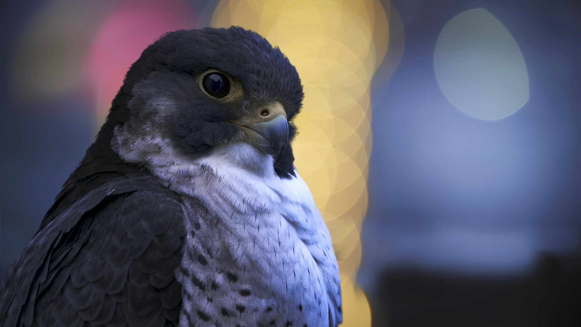 Earth at Night in Color background