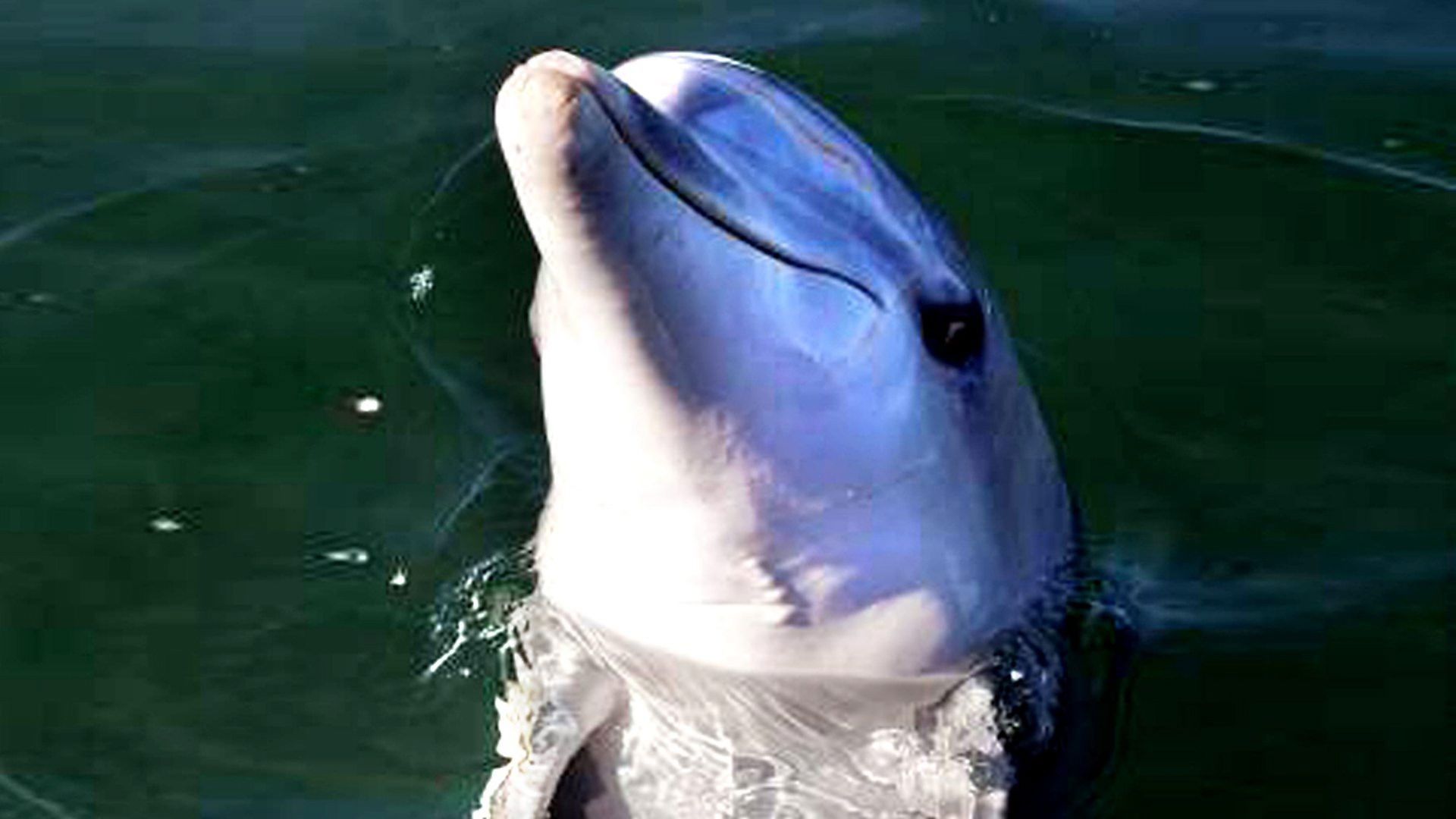 Deadly 60 background