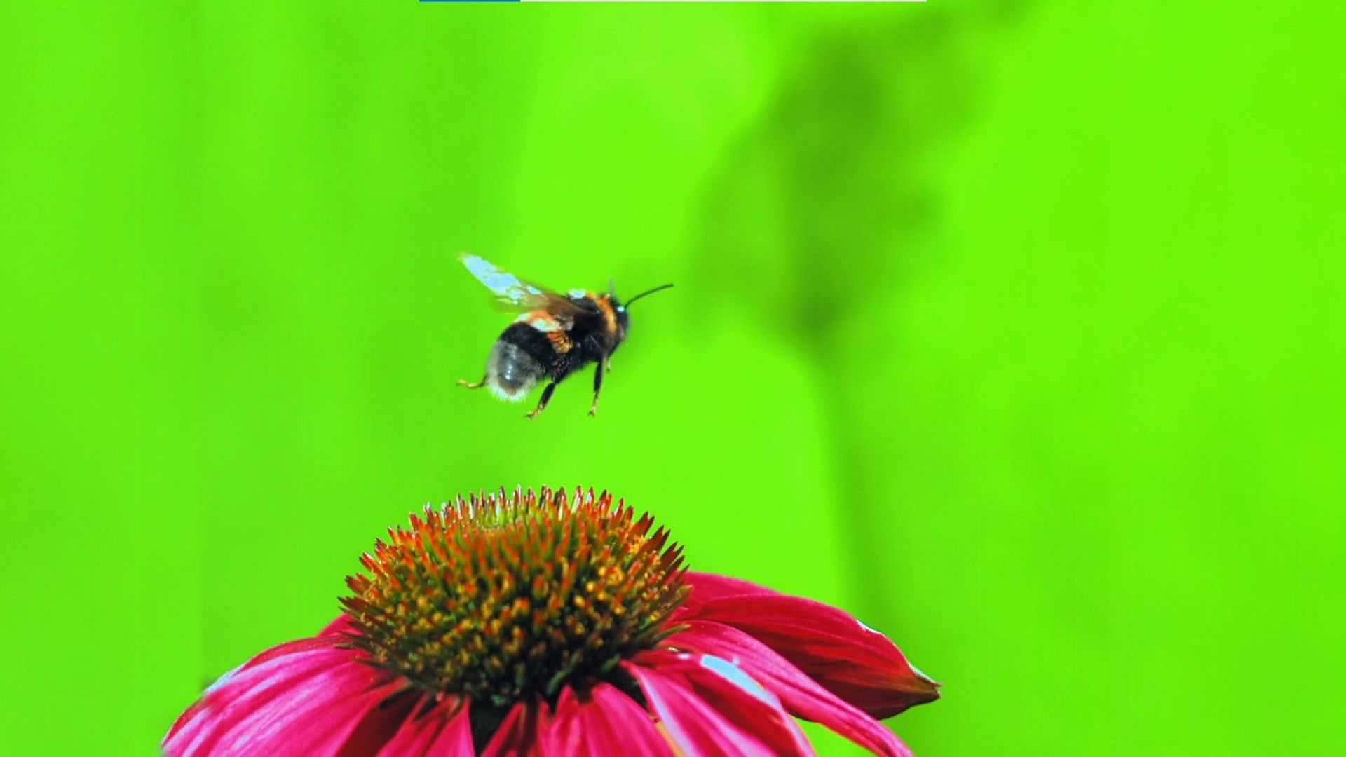 Die Sendung mit dem Elefanten background