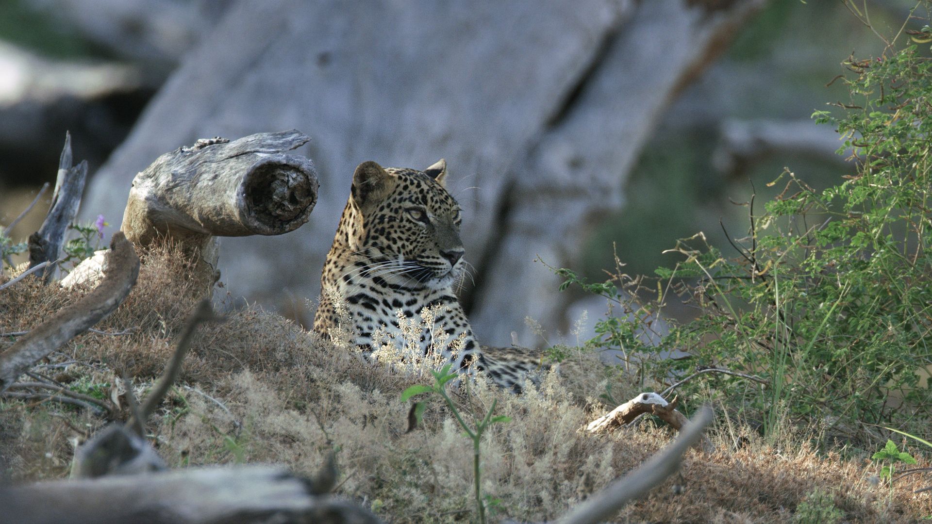 Age of Big Cats background
