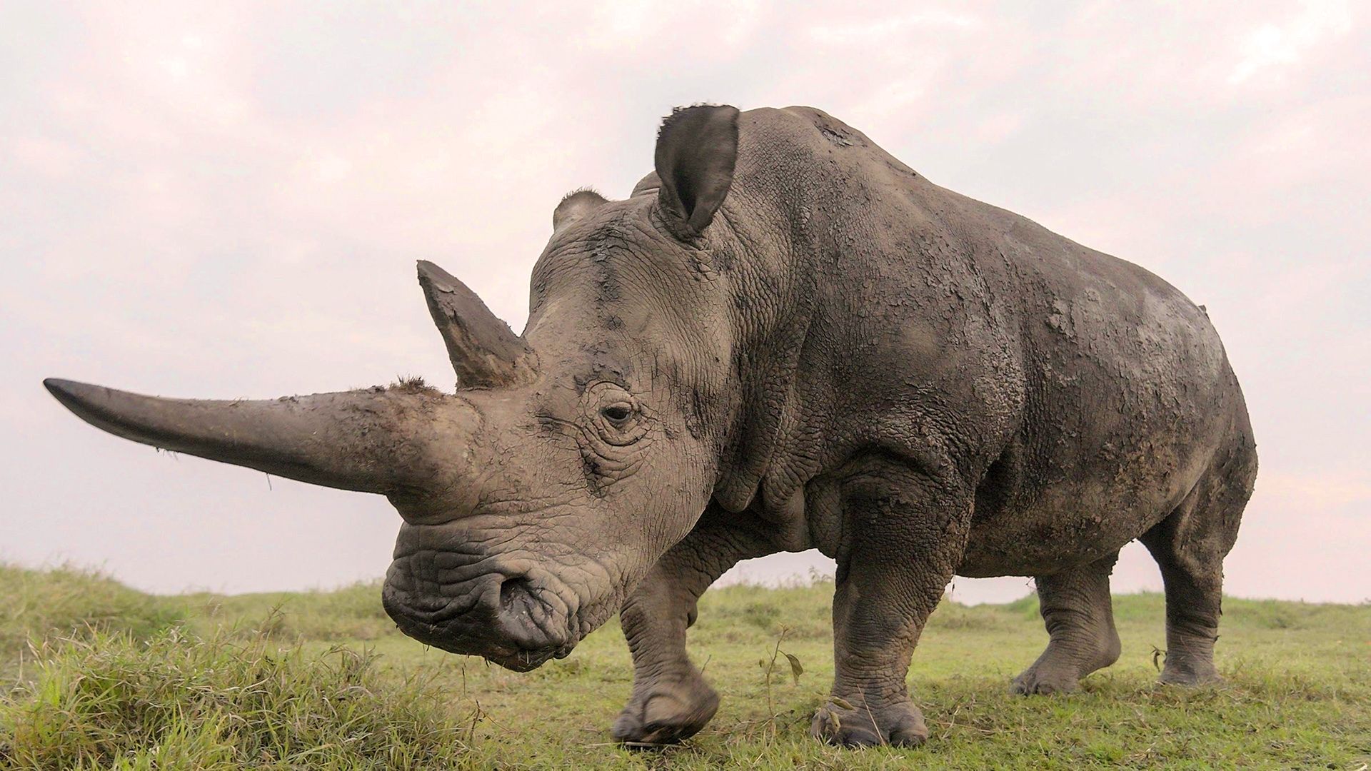 The Last Rhinos: A New Hope background