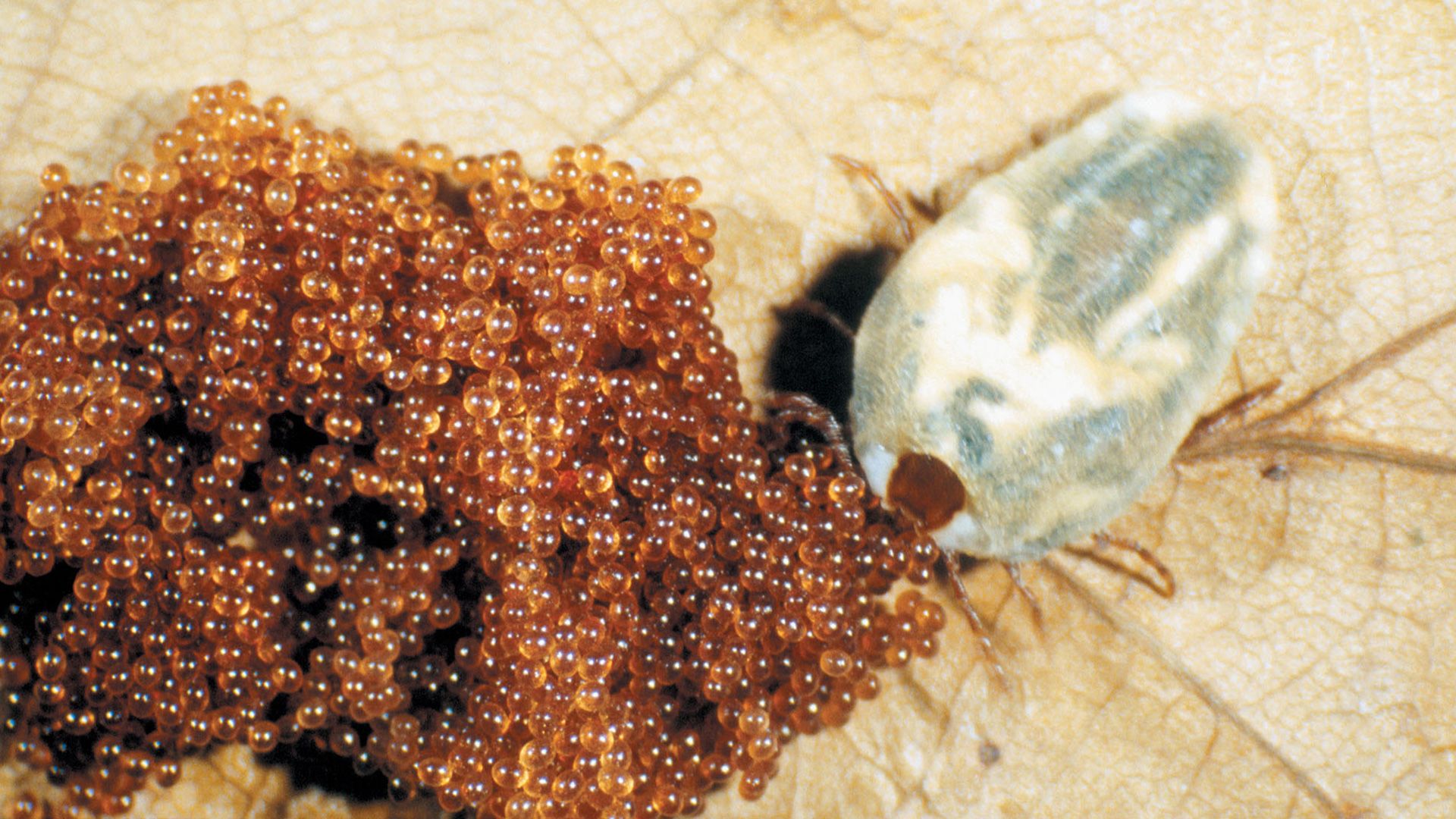 Ticks: The Real Vampires background