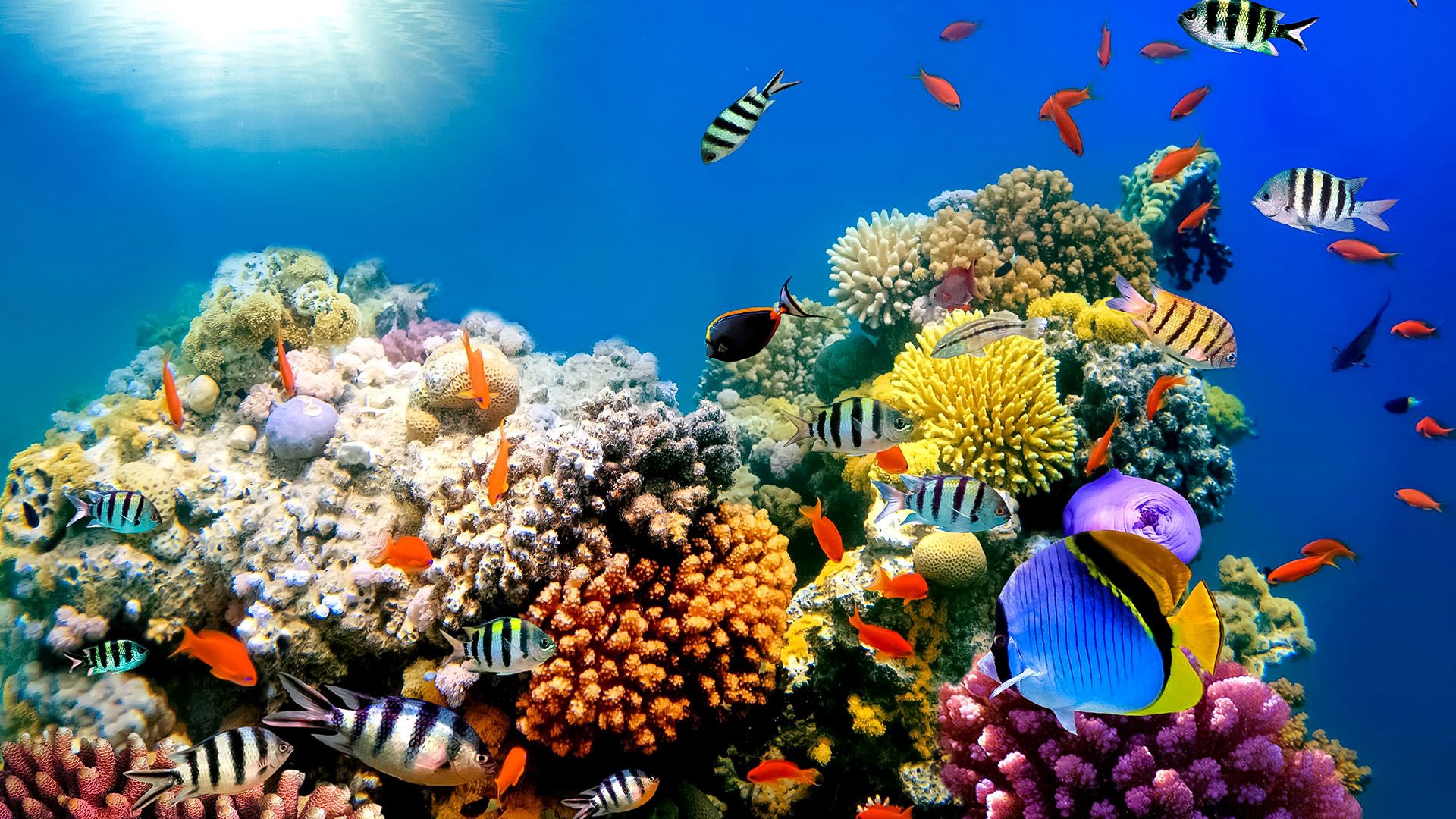 The Last Reef background