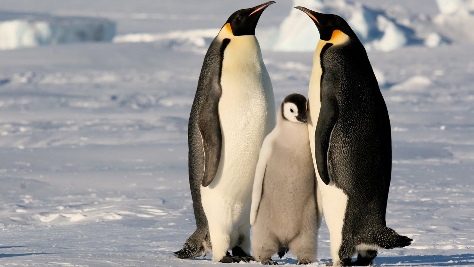 Antarctica background