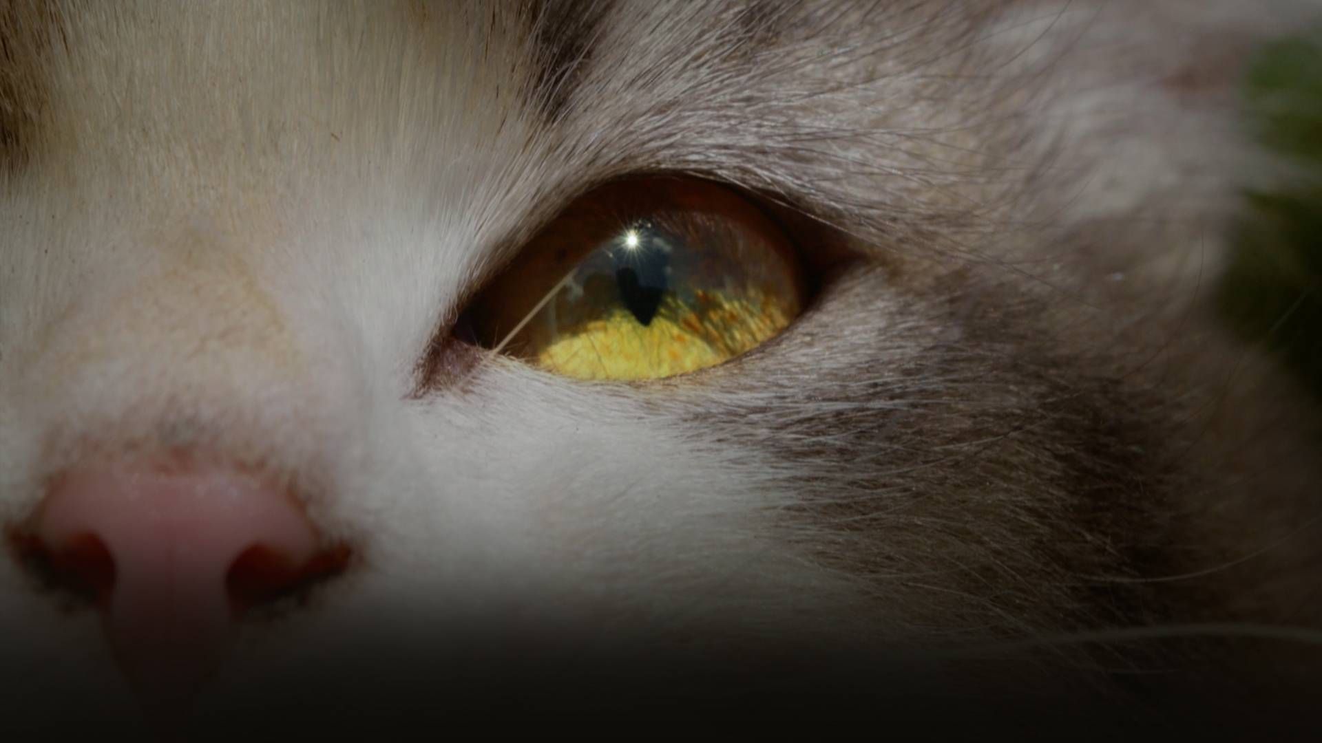 Kittenhood background