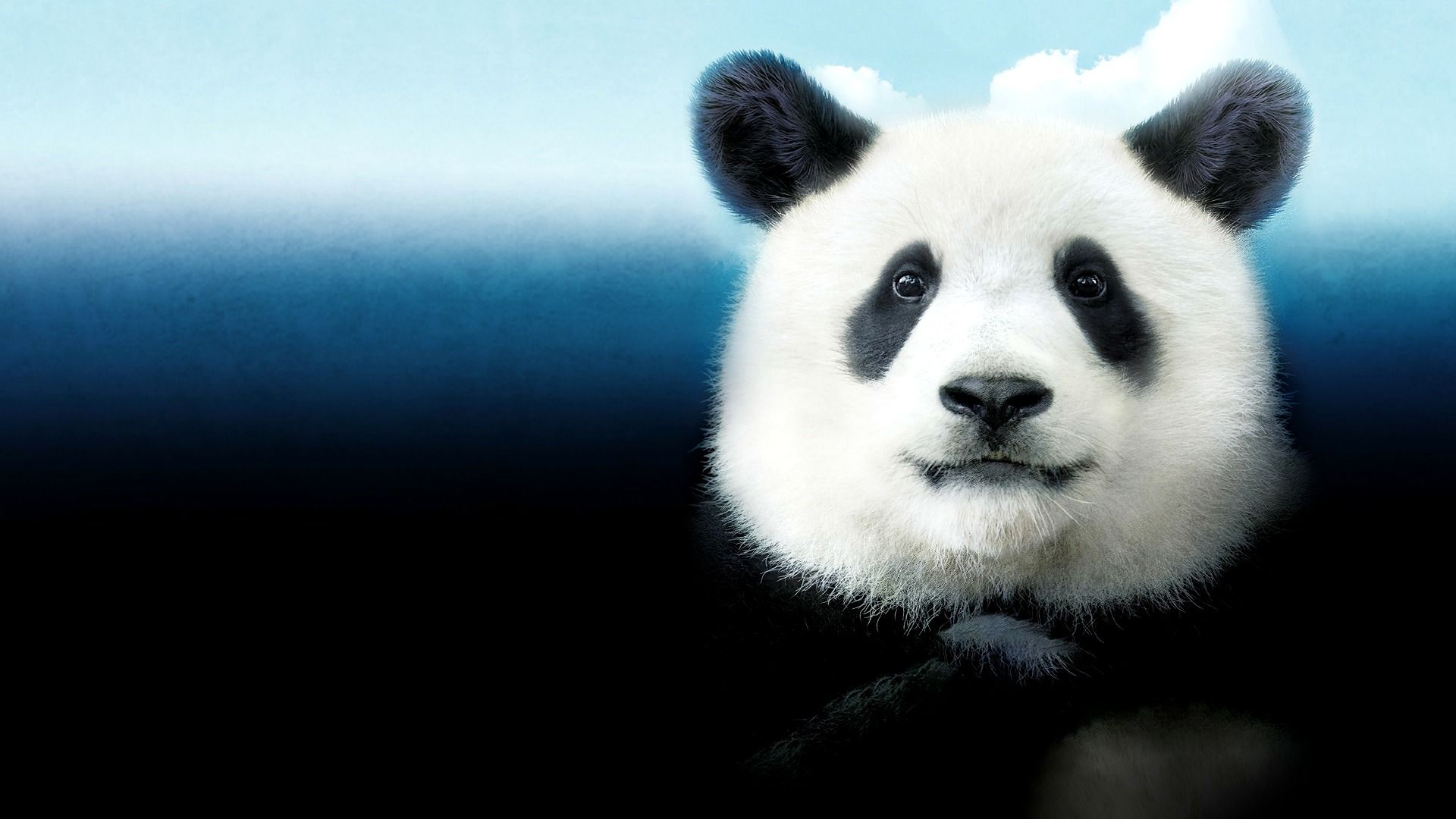 Mr. Zoo: The Missing VIP background