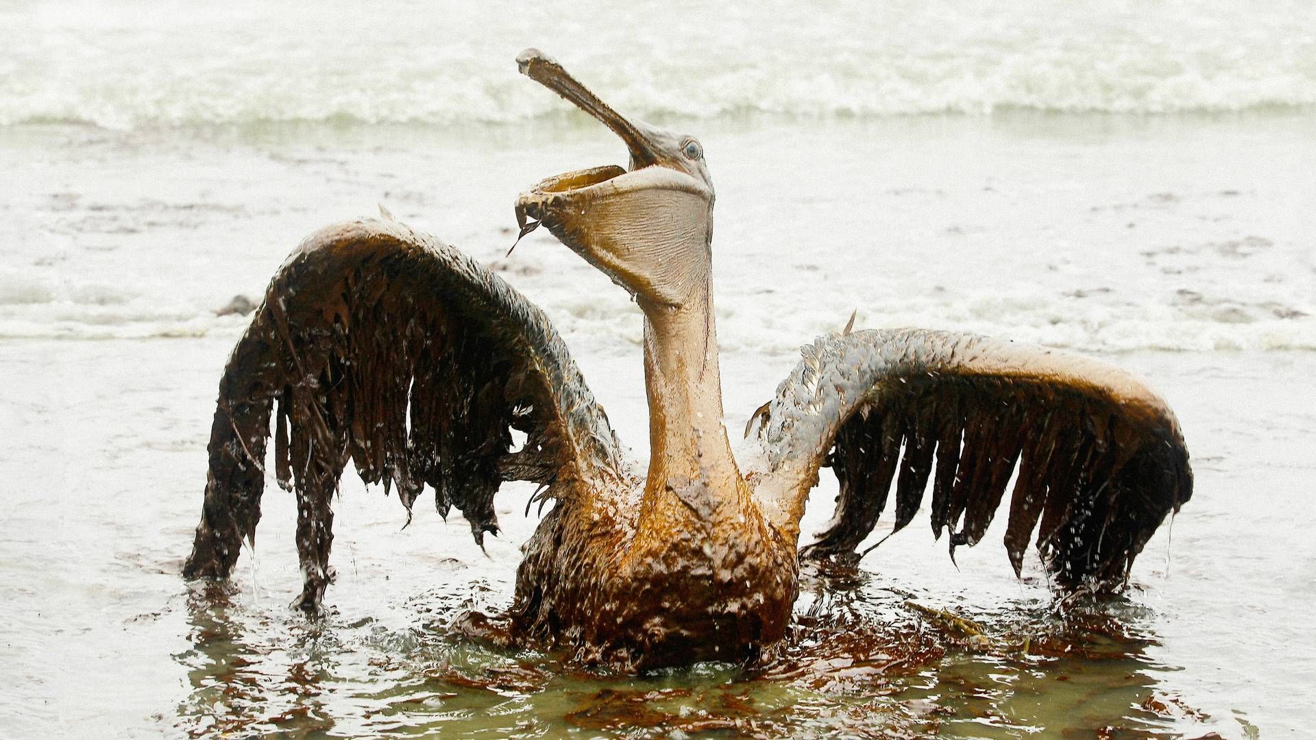 Saving Pelican 895 background