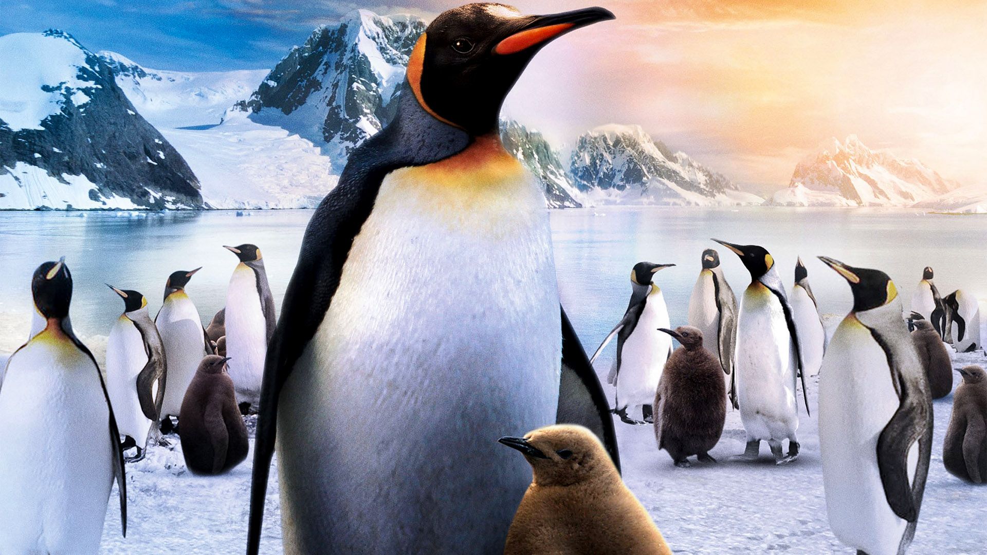 Penguins background