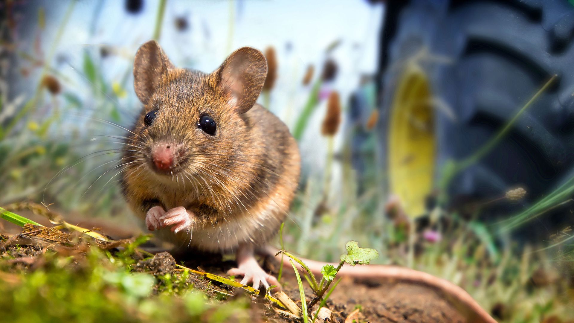 Wild Tales from the Village background