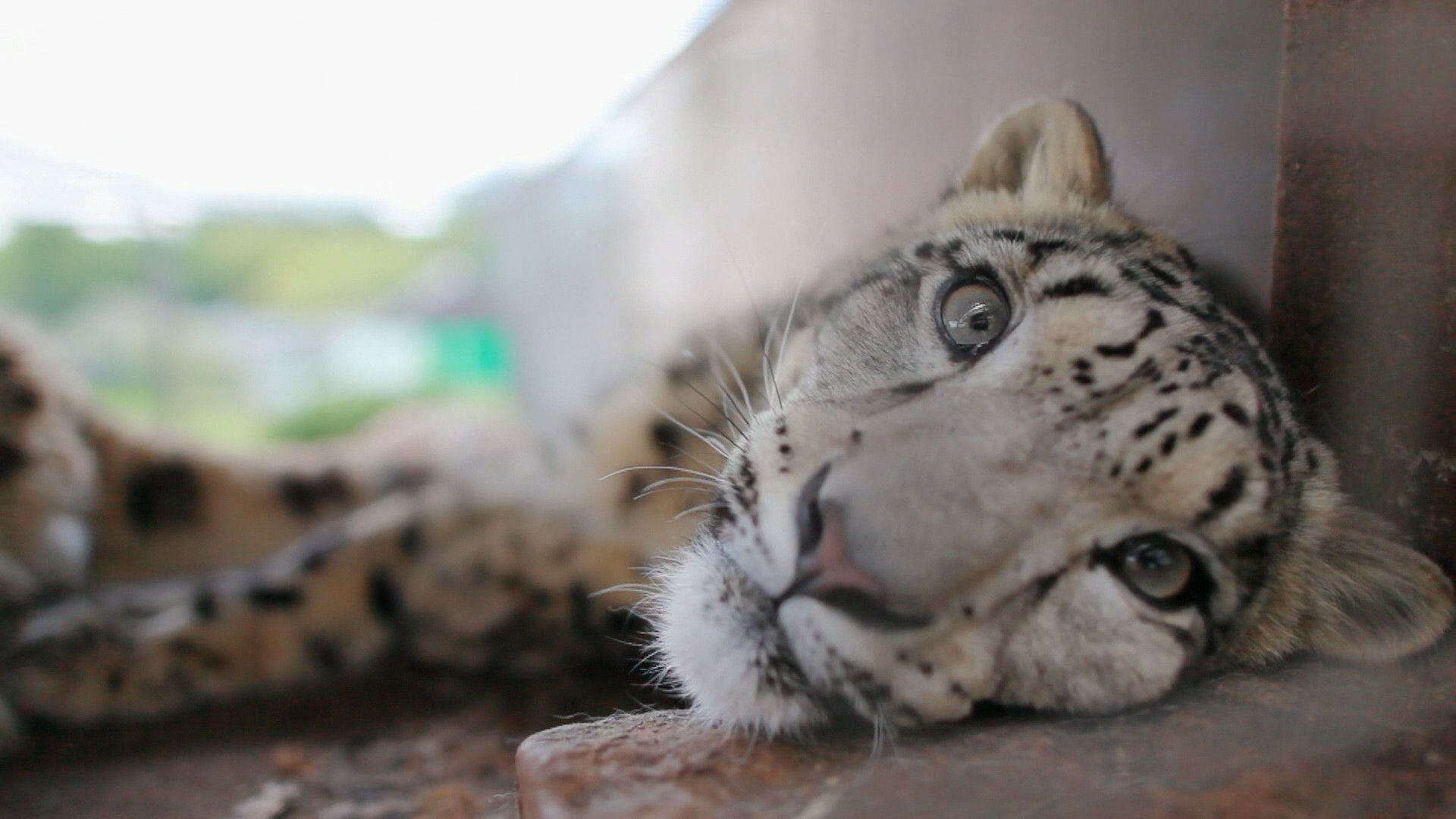 Snow Leopards of Leafy London background