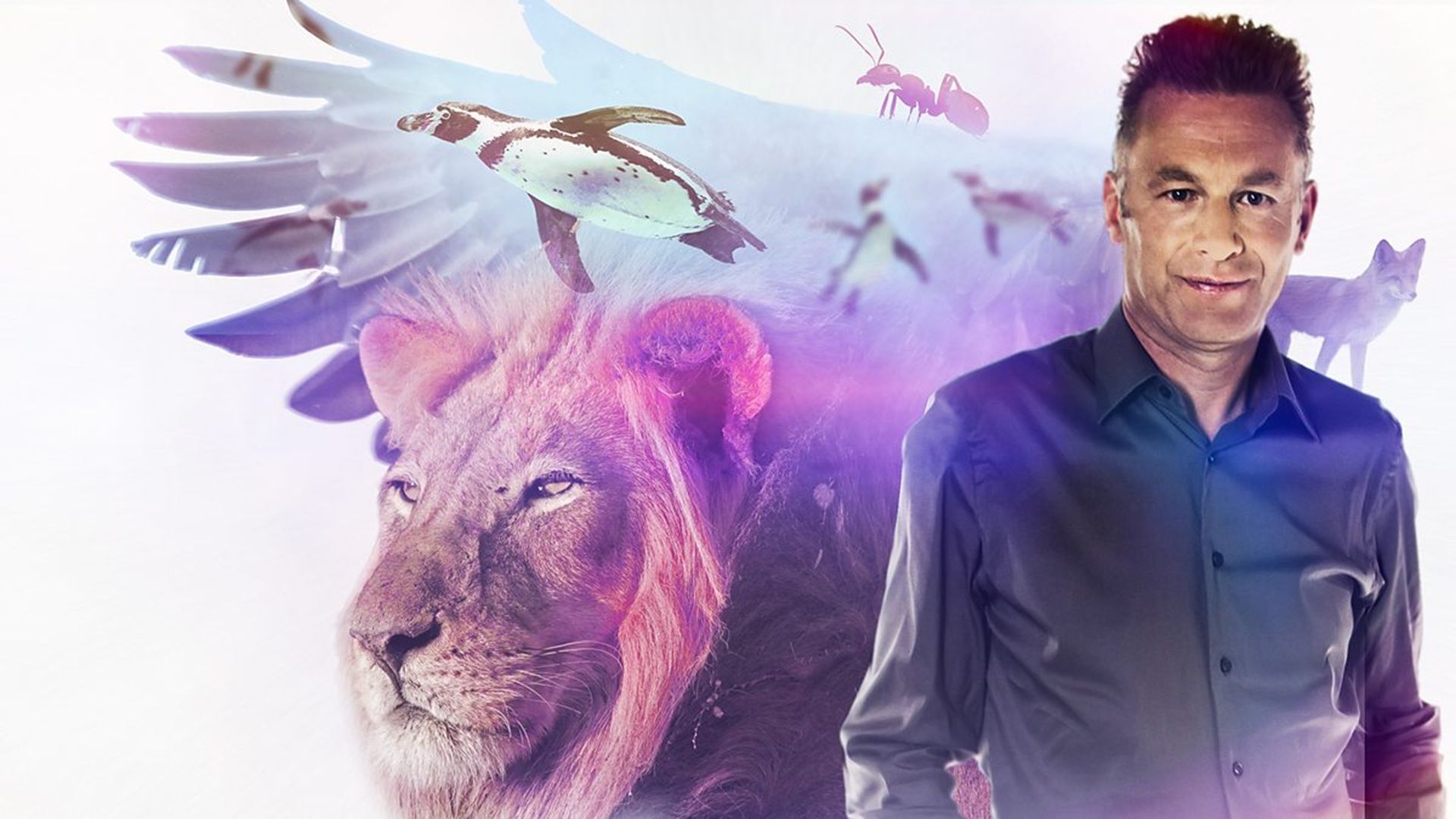 The Wonder of Animals background