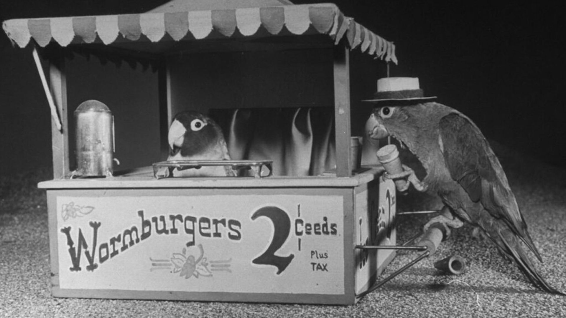 Bill and Coo background