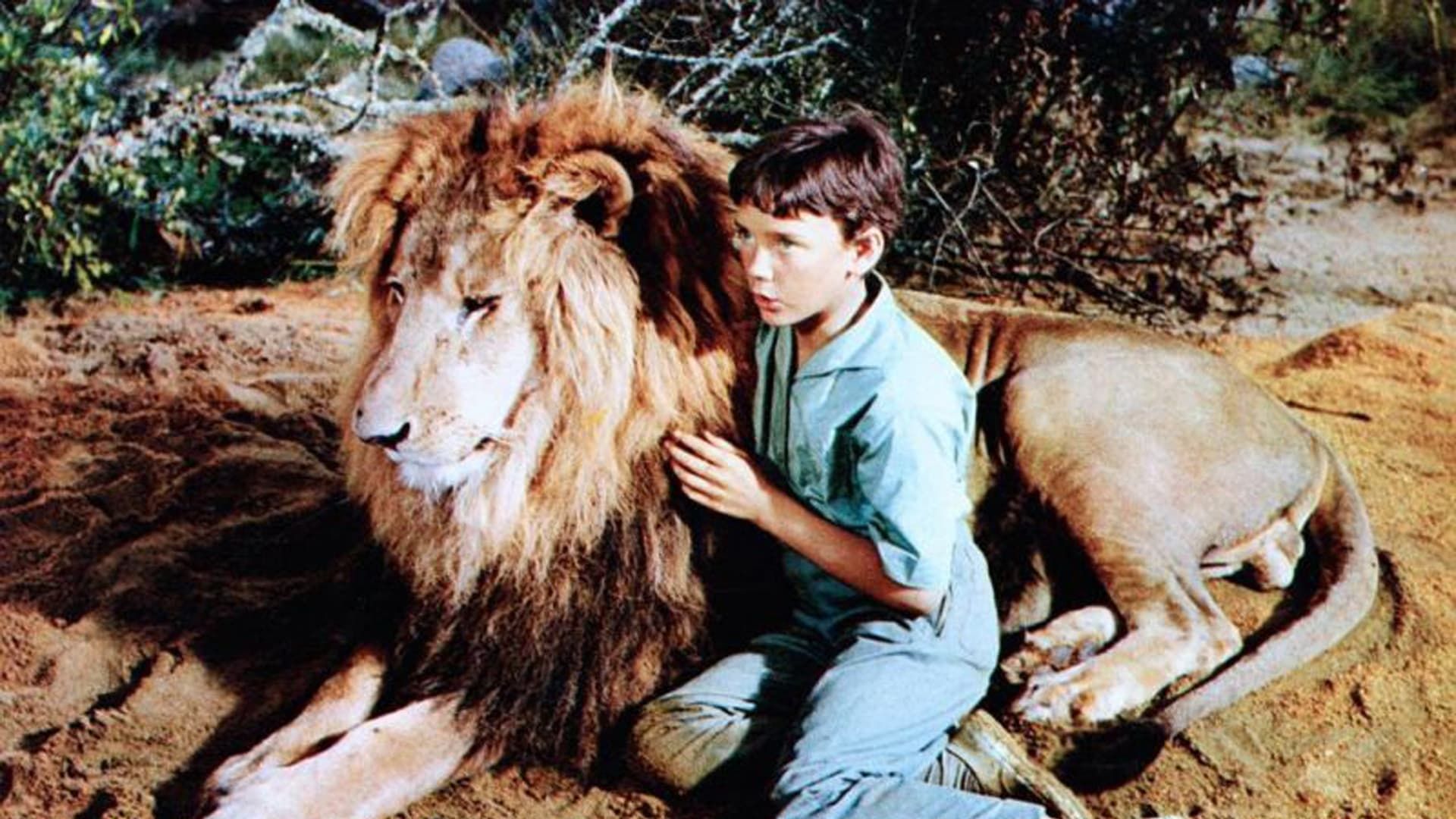 The Lion background