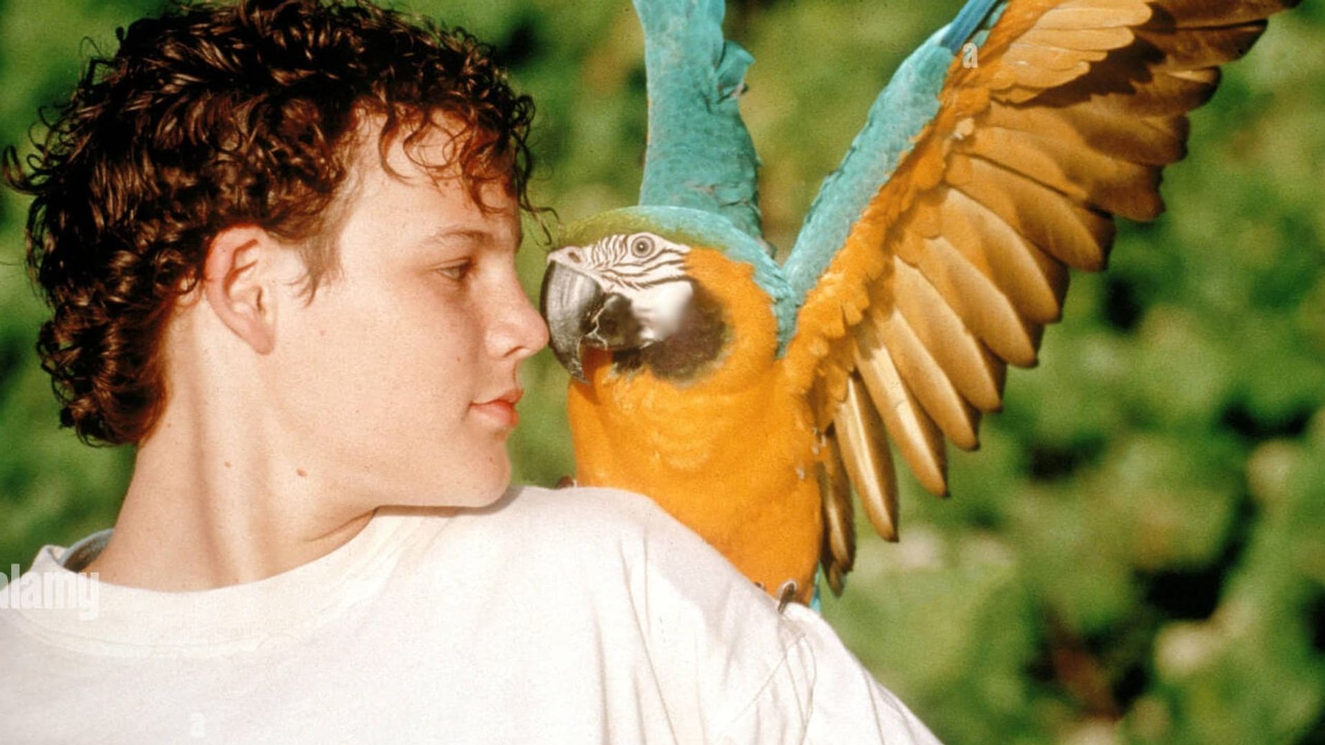 The Real Macaw background