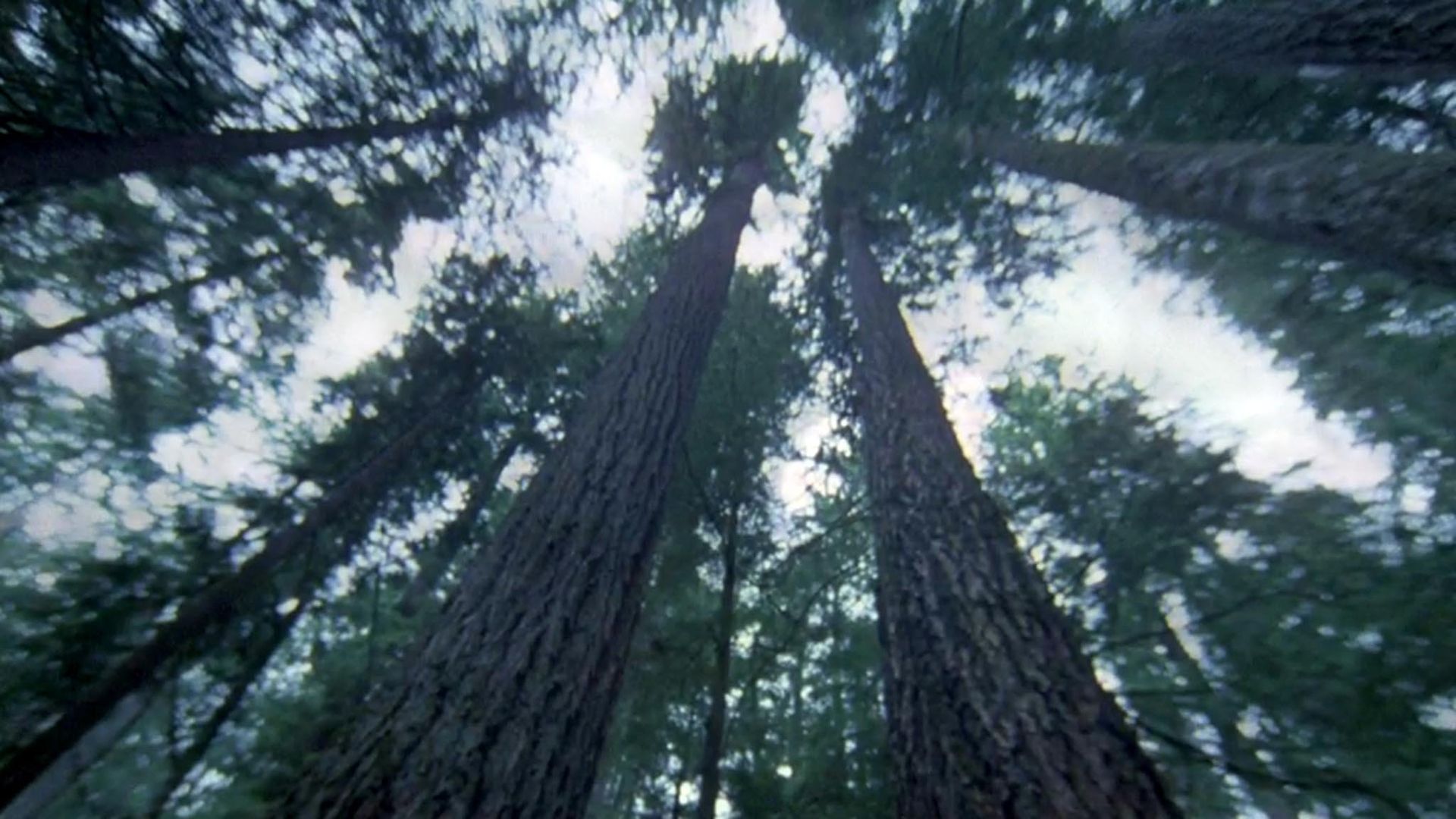 Another Side of the Forest background
