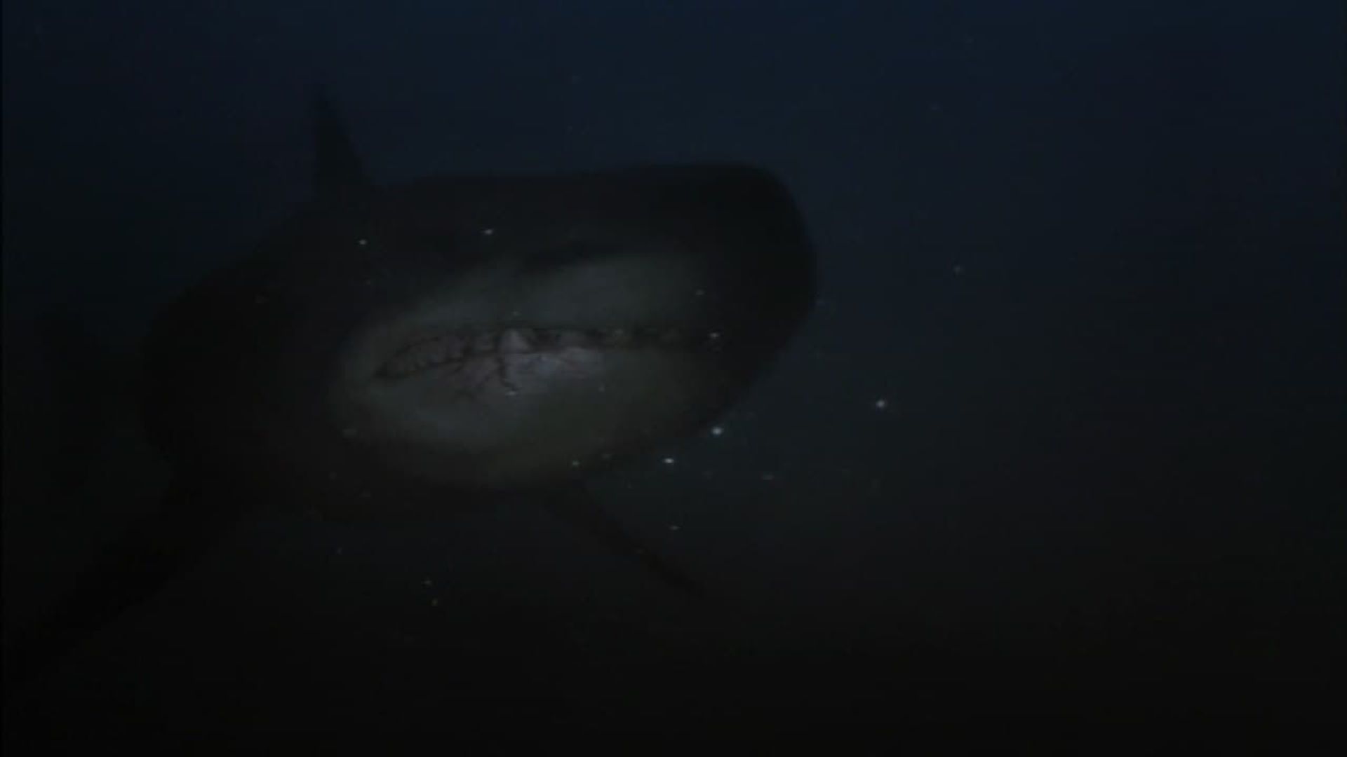 Shark Hunter background