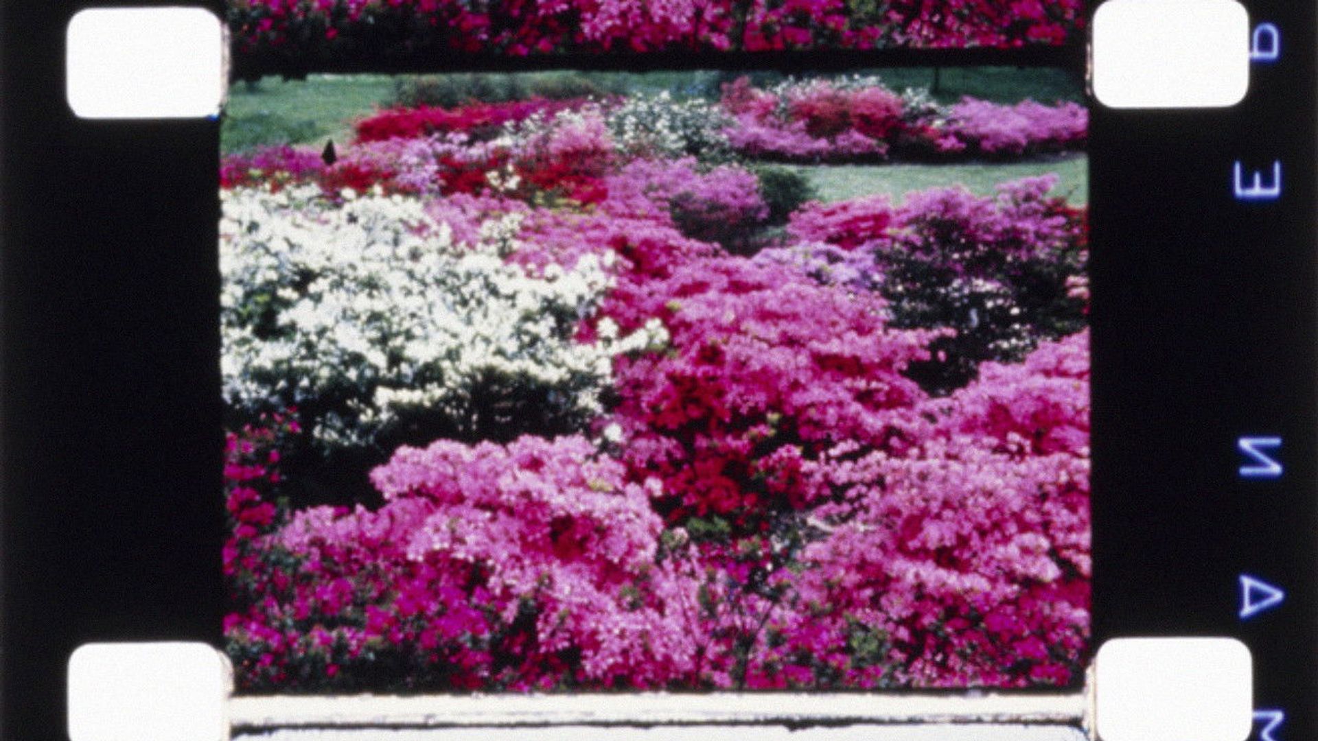 Carriage Trade background