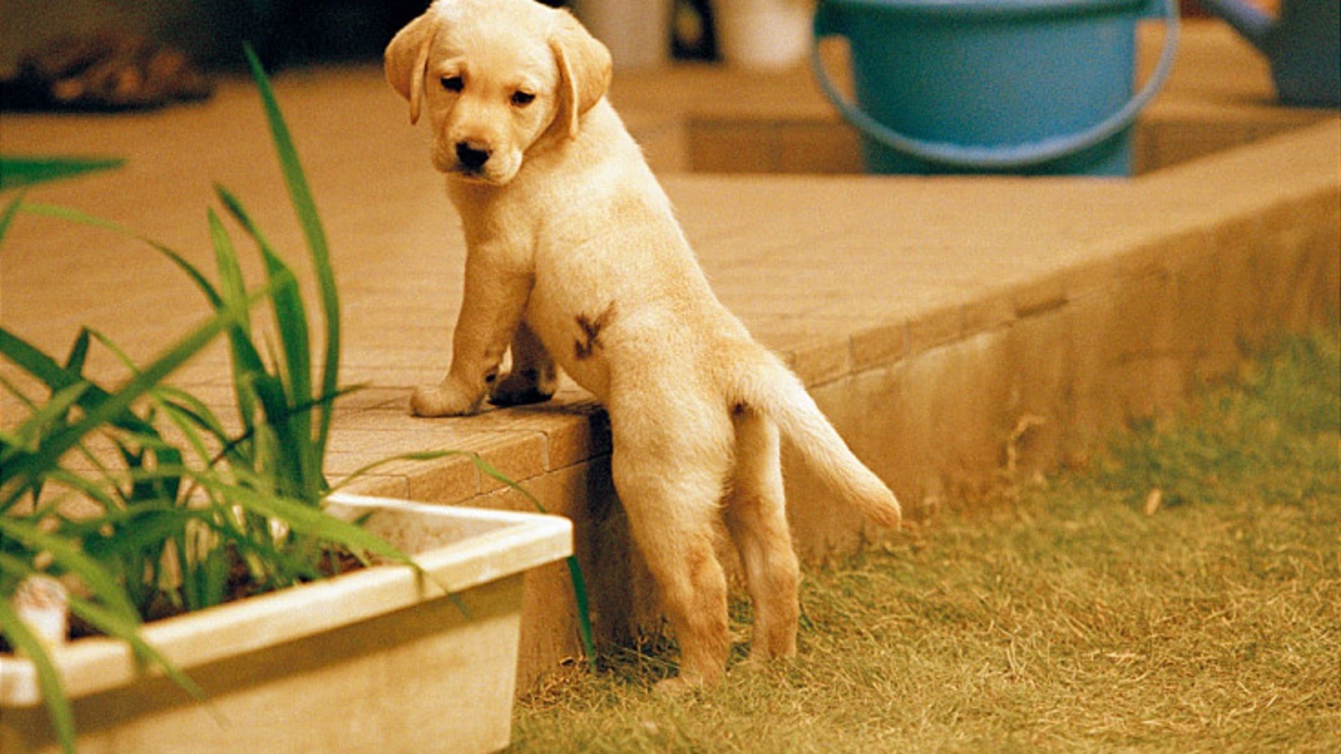 Quill: The Life of a Guide Dog background