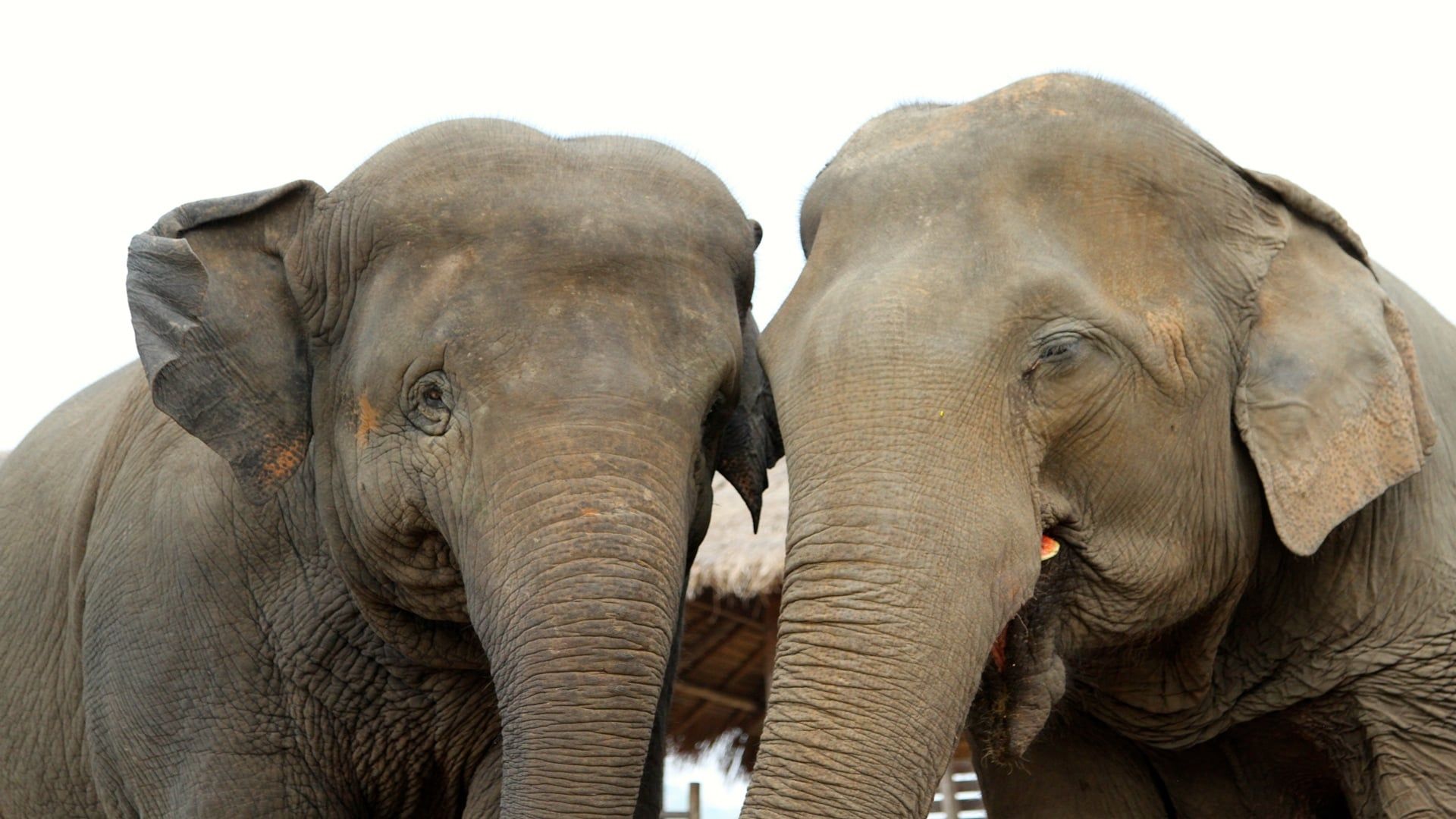 Elephant Tales background